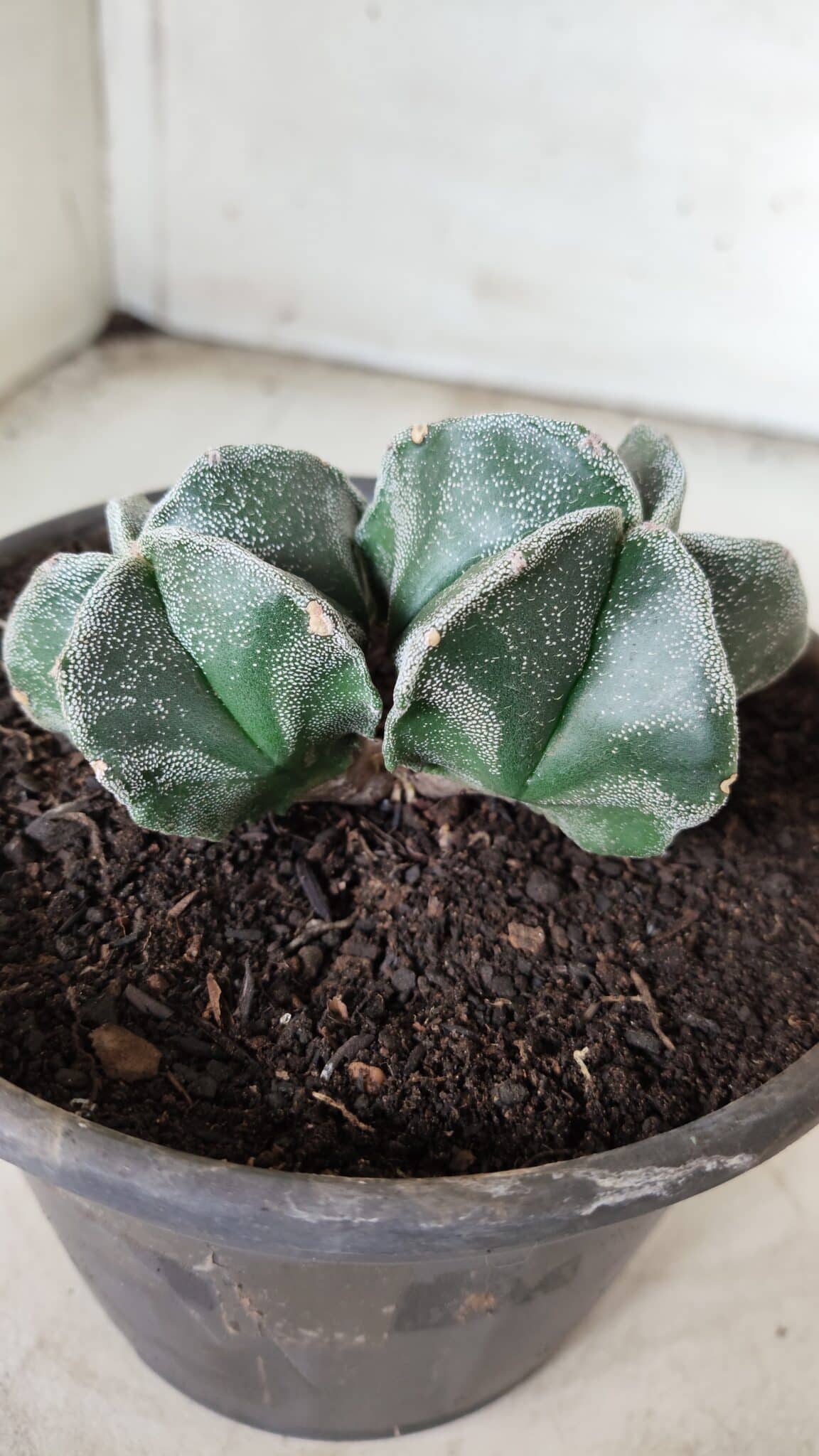 ASTROPHYTUM MYRIOSTIGMA BICÉFALO Nº 640 – vaso 15