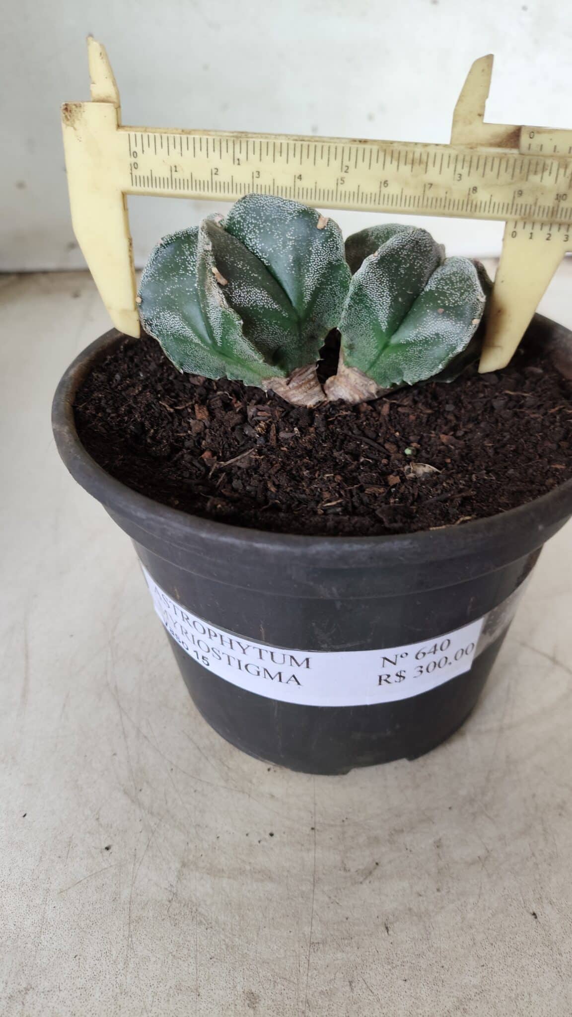 ASTROPHYTUM MYRIOSTIGMA BICÉFALO Nº 640 – vaso 15