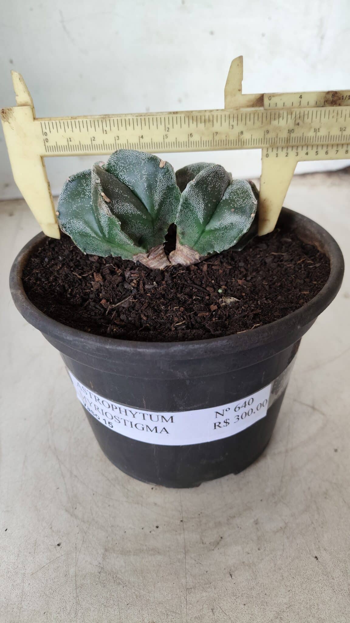 ASTROPHYTUM MYRIOSTIGMA BICÉFALO Nº 640 – vaso 15