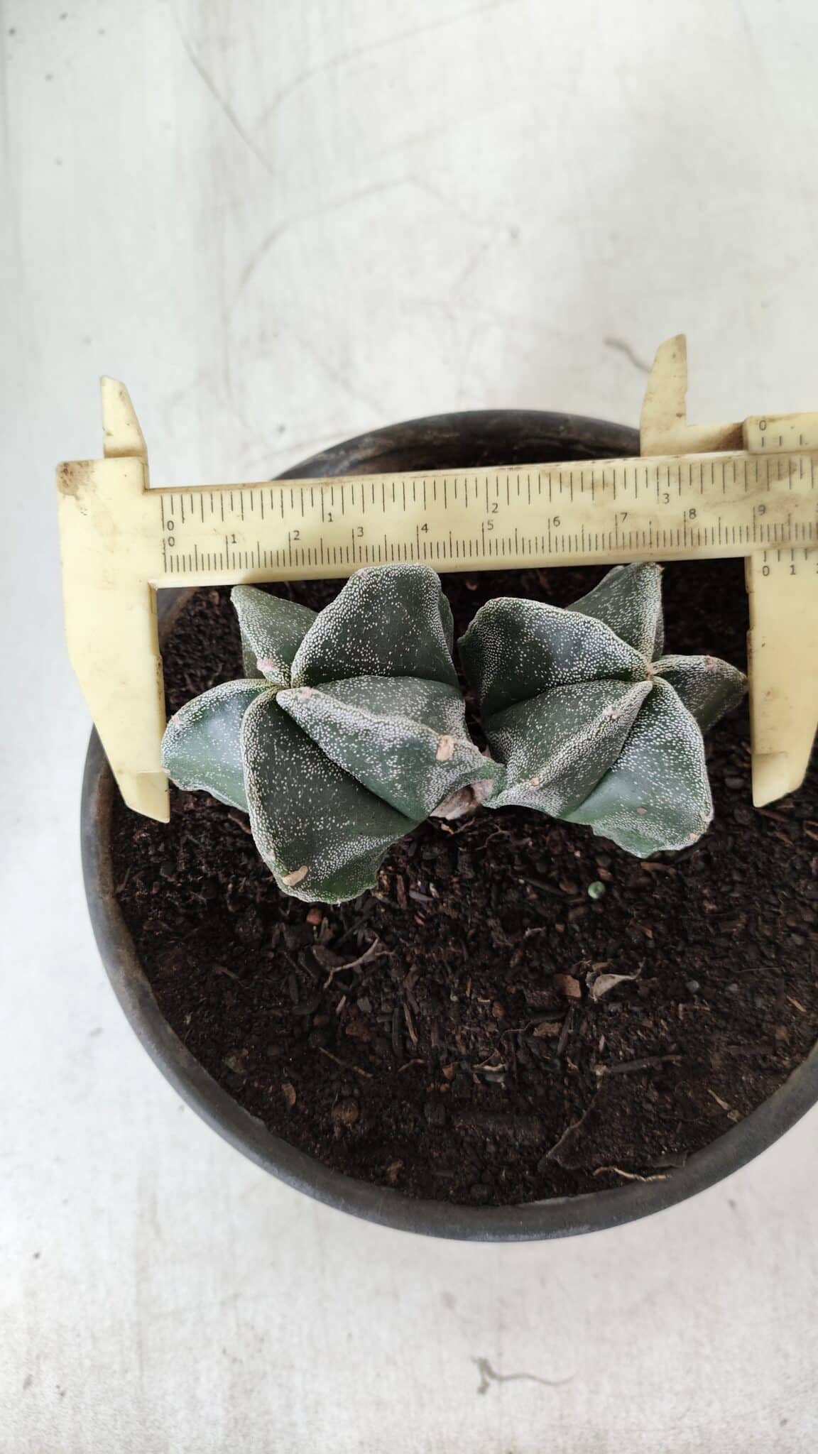 ASTROPHYTUM MYRIOSTIGMA BICÉFALO Nº 640 – vaso 15