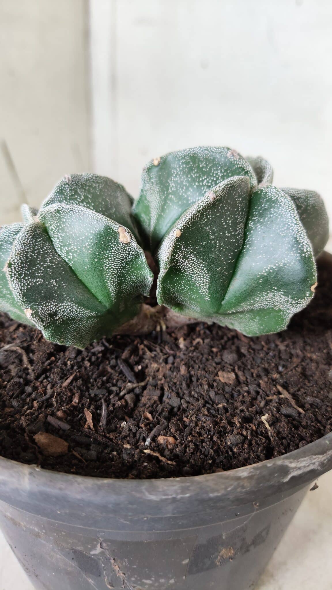 ASTROPHYTUM MYRIOSTIGMA BICÉFALO Nº 640 – vaso 15