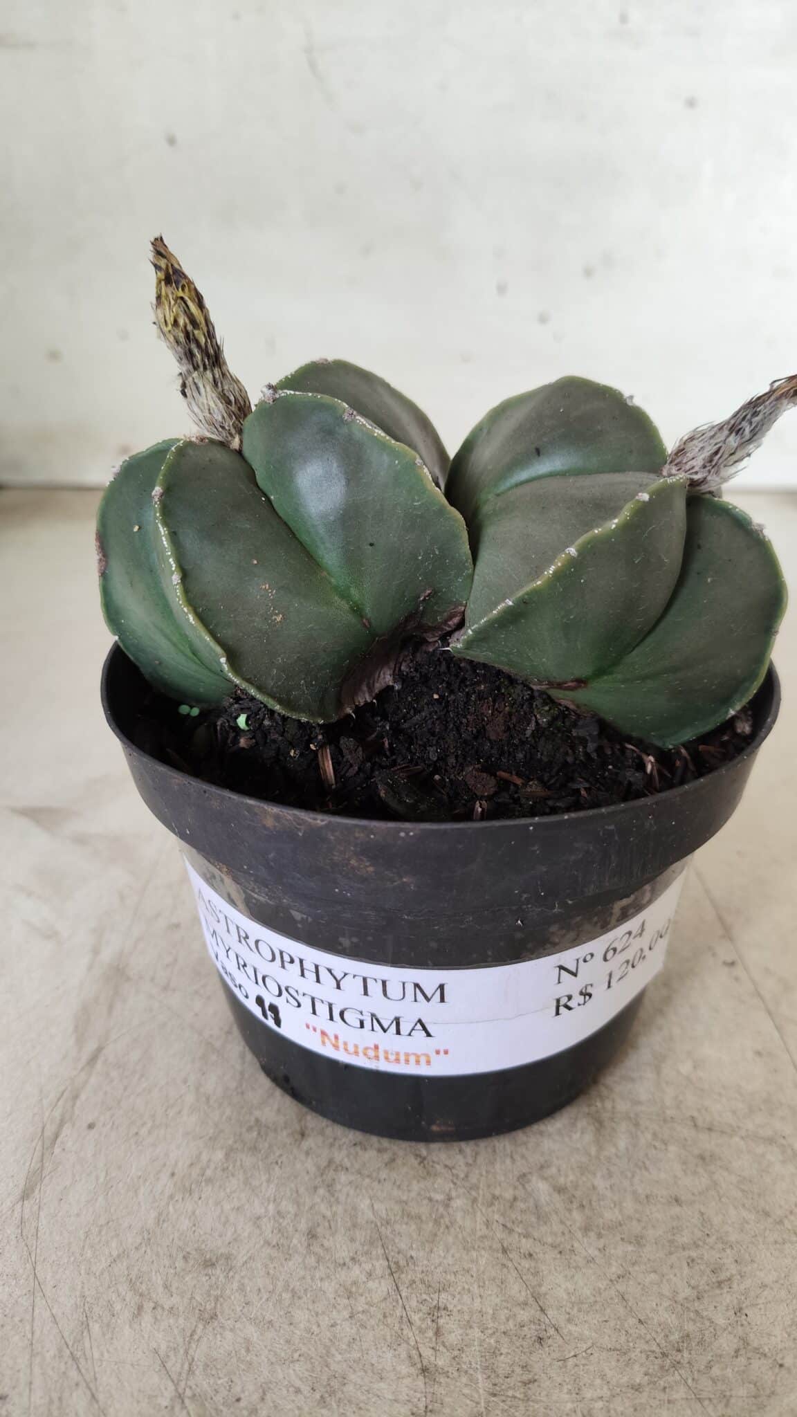 ASTROPHYTUM MYRIOSTIGMA "Nudum BICÉFALO" Nº 624 – vaso 11
