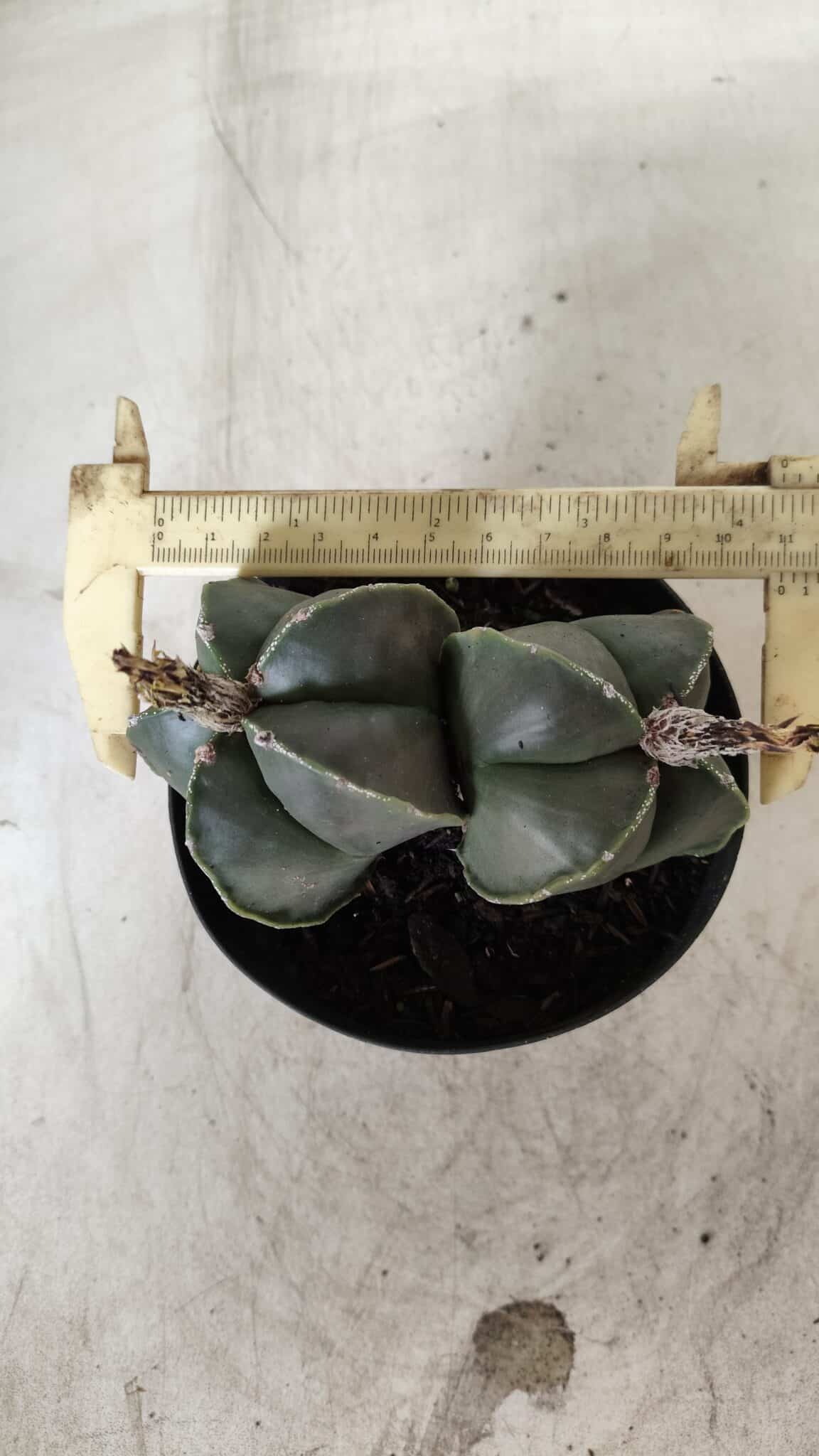 ASTROPHYTUM MYRIOSTIGMA "Nudum BICÉFALO" Nº 624 – vaso 11