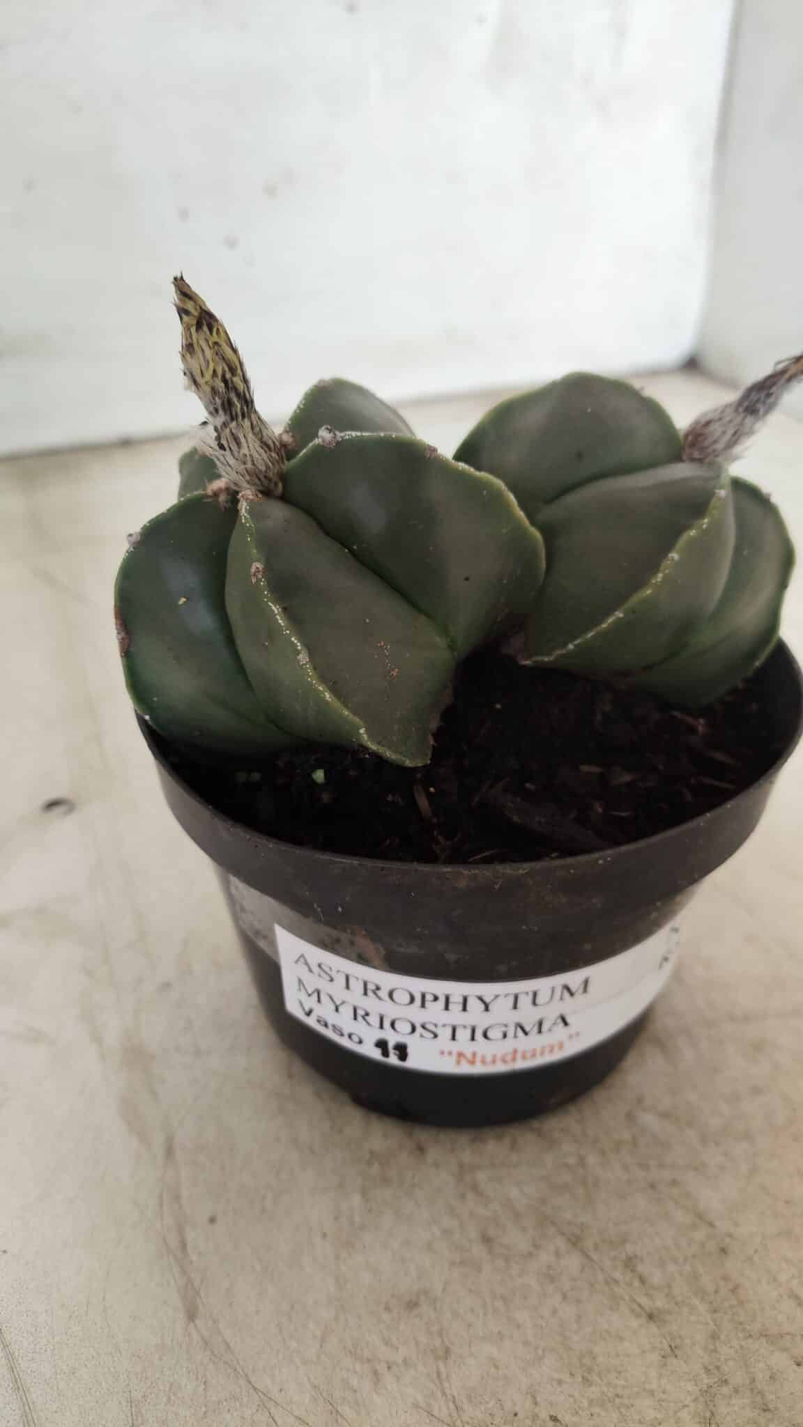 ASTROPHYTUM MYRIOSTIGMA "Nudum BICÉFALO" Nº 624 – vaso 11