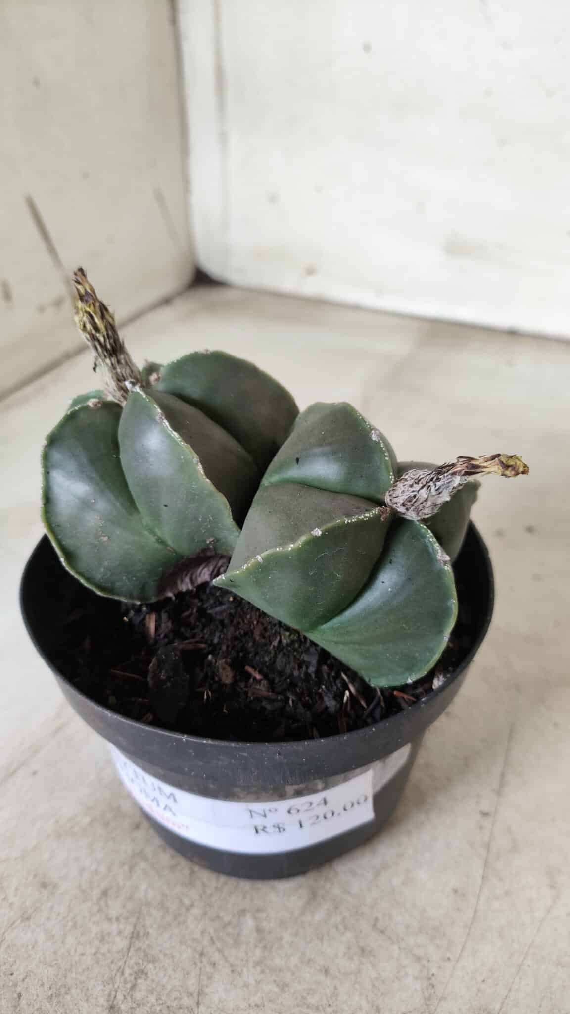 ASTROPHYTUM MYRIOSTIGMA "Nudum BICÉFALO" Nº 624 – vaso 11