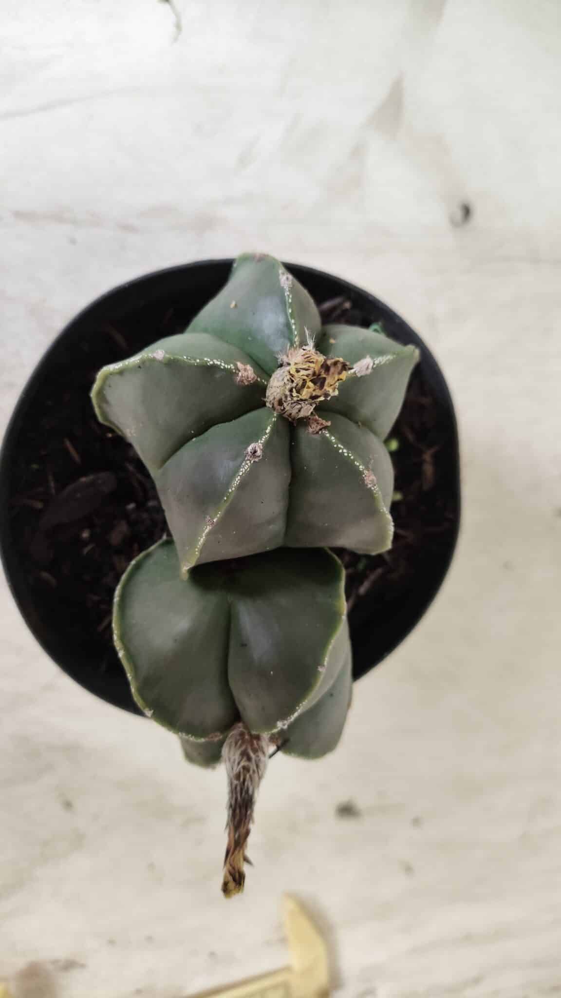 ASTROPHYTUM MYRIOSTIGMA "Nudum BICÉFALO" Nº 624 – vaso 11