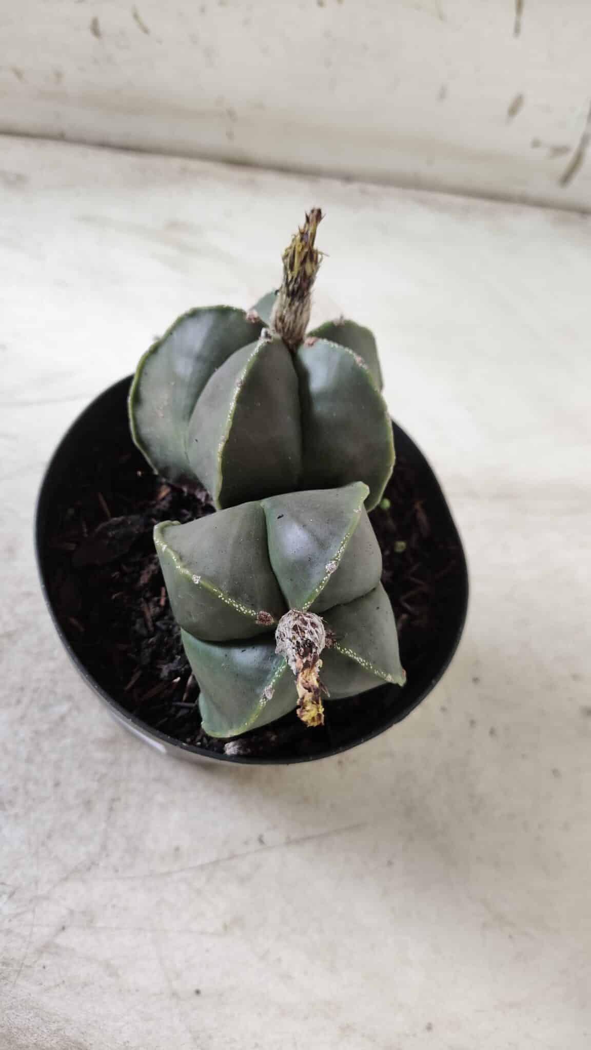 ASTROPHYTUM MYRIOSTIGMA "Nudum BICÉFALO" Nº 624 – vaso 11