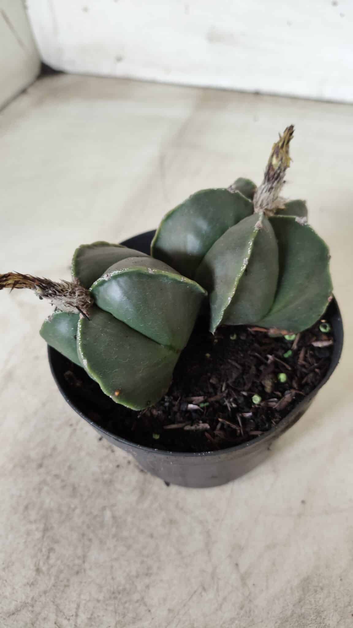 ASTROPHYTUM MYRIOSTIGMA "Nudum BICÉFALO" Nº 624 – vaso 11
