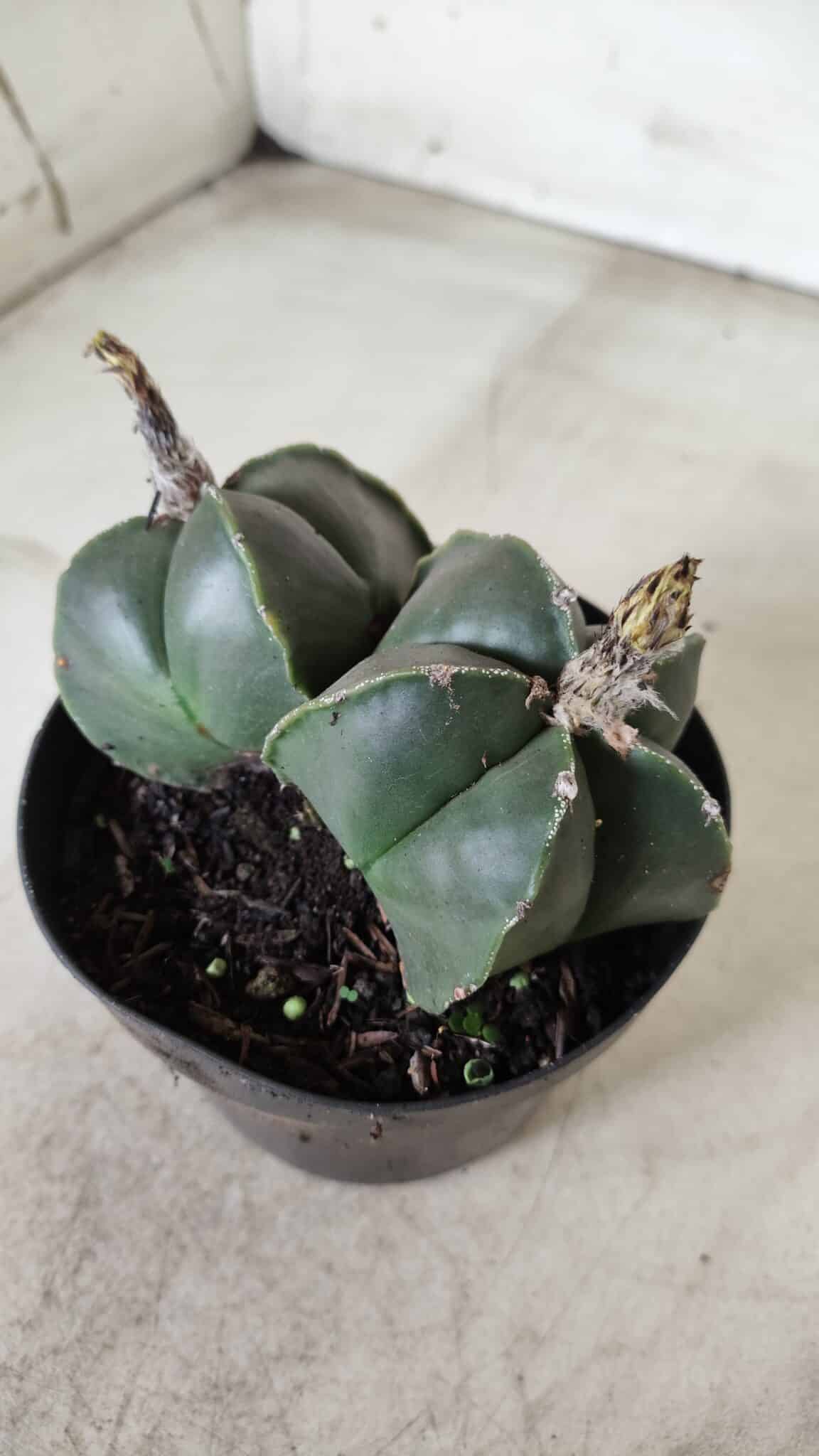 ASTROPHYTUM MYRIOSTIGMA "Nudum BICÉFALO" Nº 624 – vaso 11