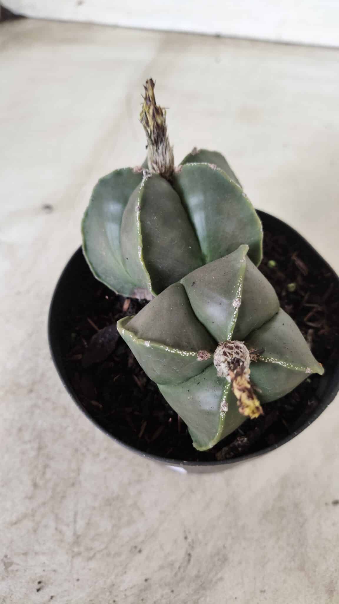 ASTROPHYTUM MYRIOSTIGMA "Nudum BICÉFALO" Nº 624 – vaso 11