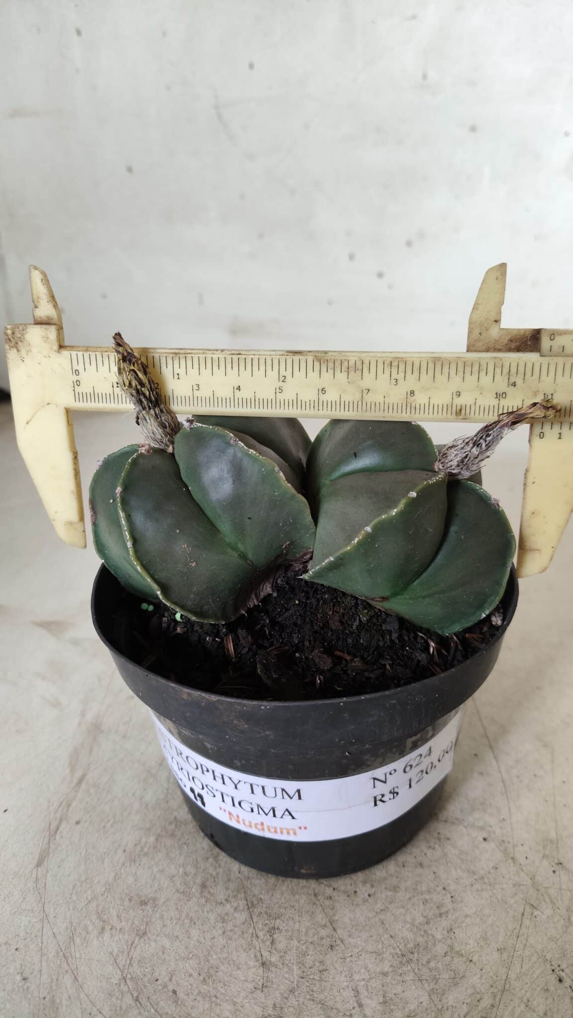 ASTROPHYTUM MYRIOSTIGMA "Nudum BICÉFALO" Nº 624 – vaso 11