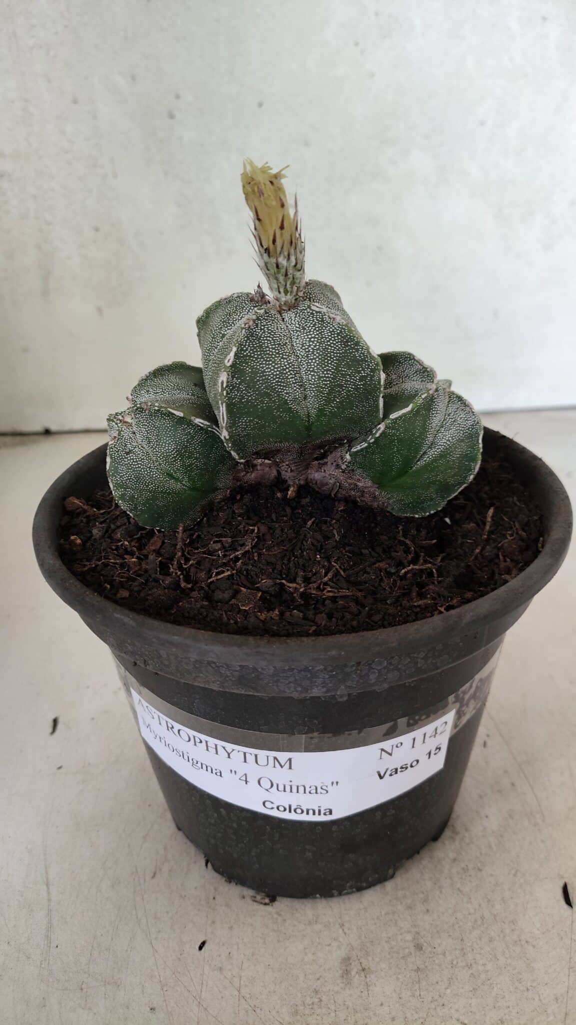 ASTROPHYTUM "Colonia - 4 Quinas"  Nº 1142 – vaso 15 - foto 2