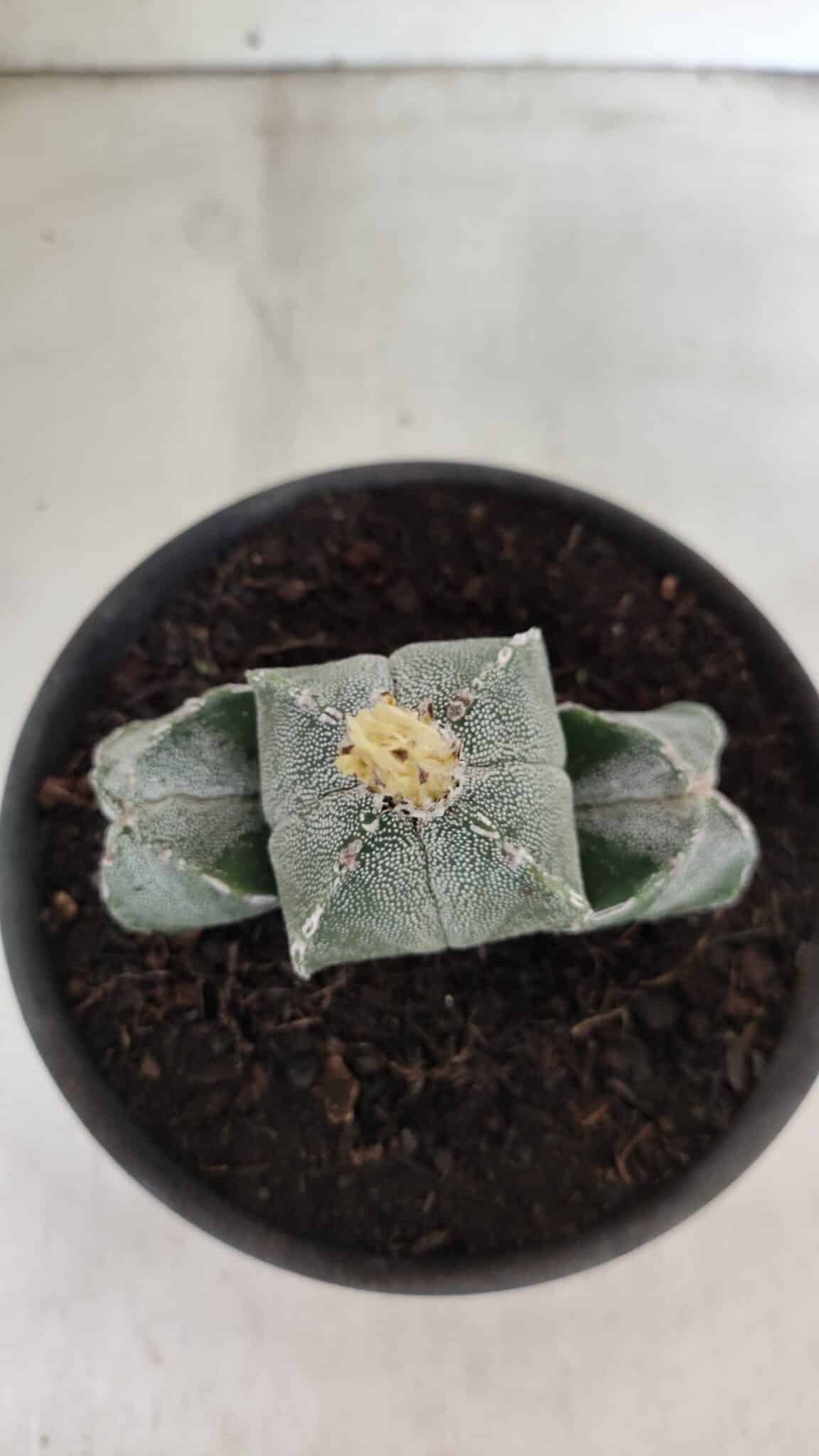 ASTROPHYTUM "Colonia - 4 Quinas"  Nº 1142 – vaso 15 - foto 9