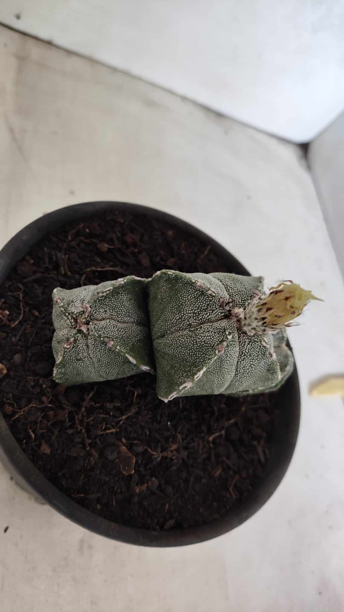 ASTROPHYTUM "Colonia - 4 Quinas"  Nº 1142 – vaso 15 - foto 8