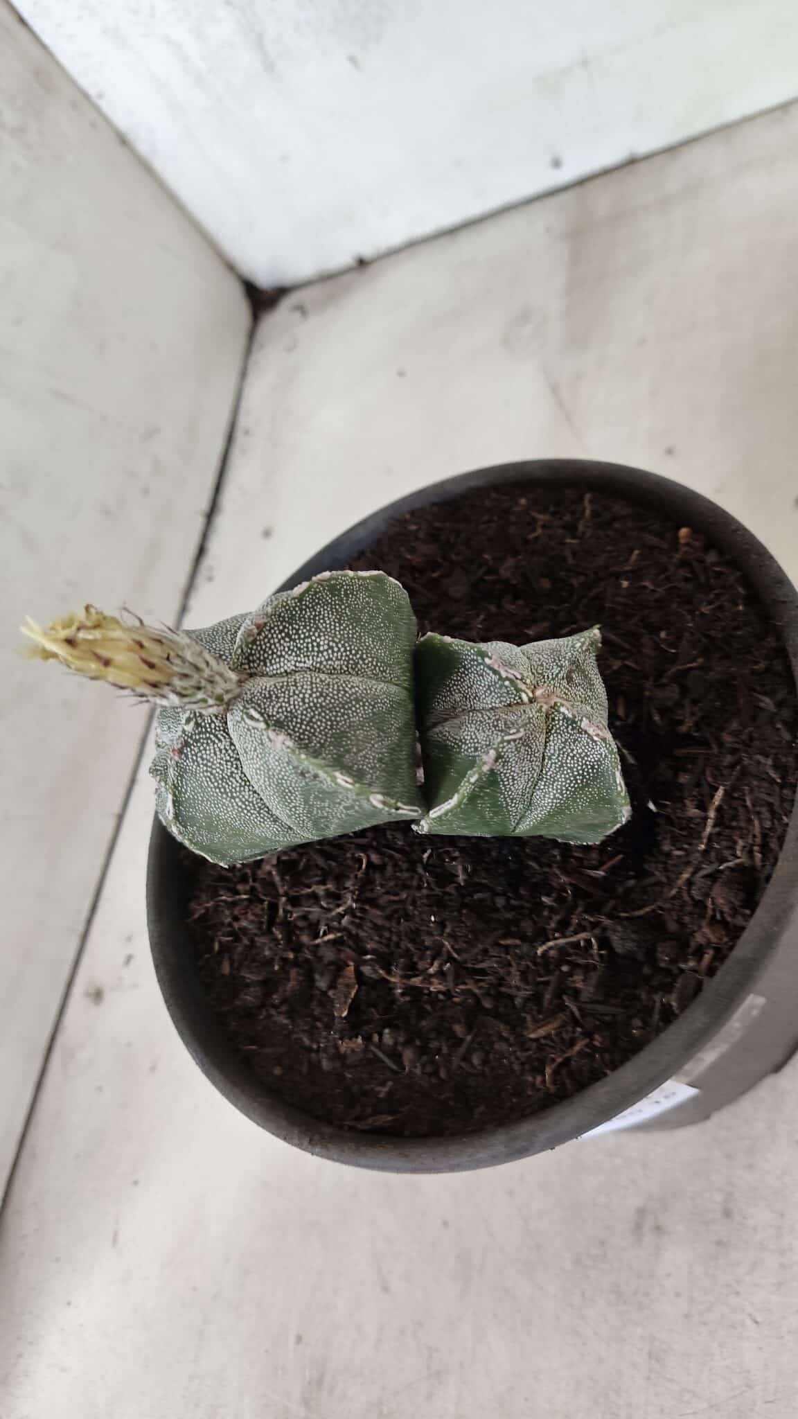ASTROPHYTUM "Colonia - 4 Quinas"  Nº 1142 – vaso 15 - foto 7
