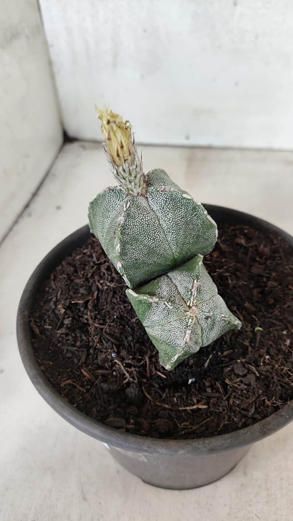 ASTROPHYTUM "Colonia - 4 Quinas"  Nº 1142 – vaso 15 - foto 6