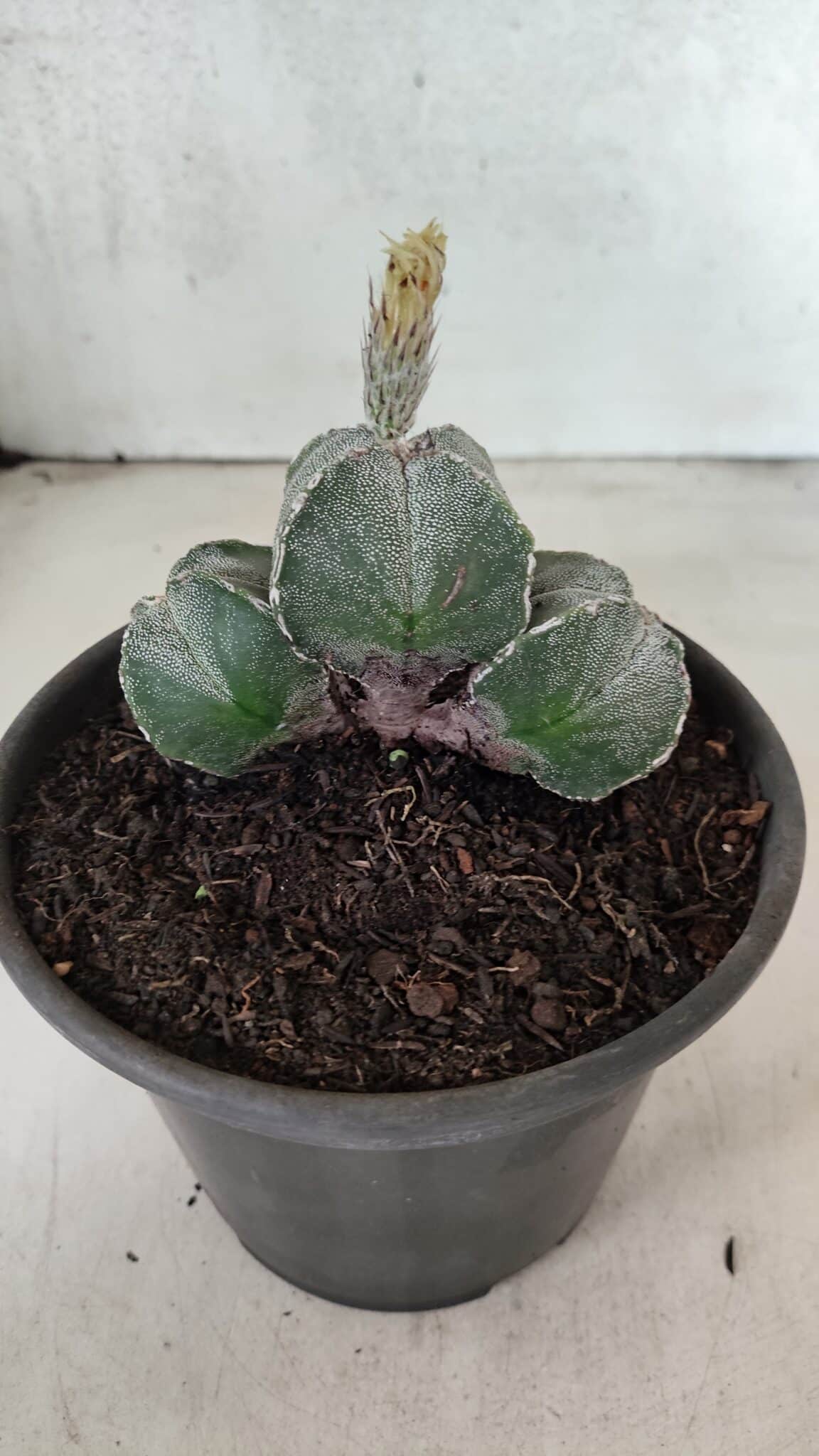 ASTROPHYTUM "Colonia - 4 Quinas"  Nº 1142 – vaso 15 - foto 4