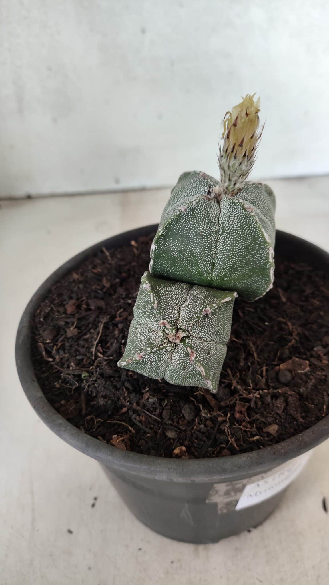 ASTROPHYTUM "Colonia - 4 Quinas"  Nº 1142 – vaso 15 - foto 5