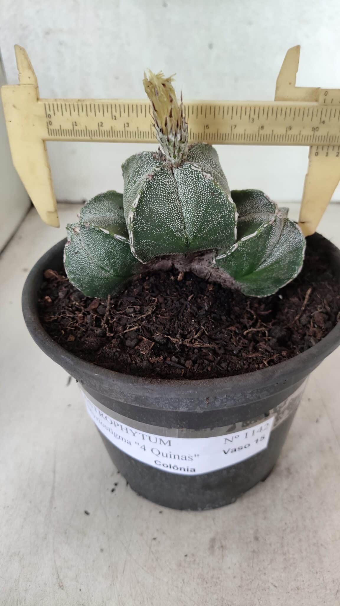 ASTROPHYTUM "Colonia - 4 Quinas"  Nº 1142 – vaso 15 - foto 3