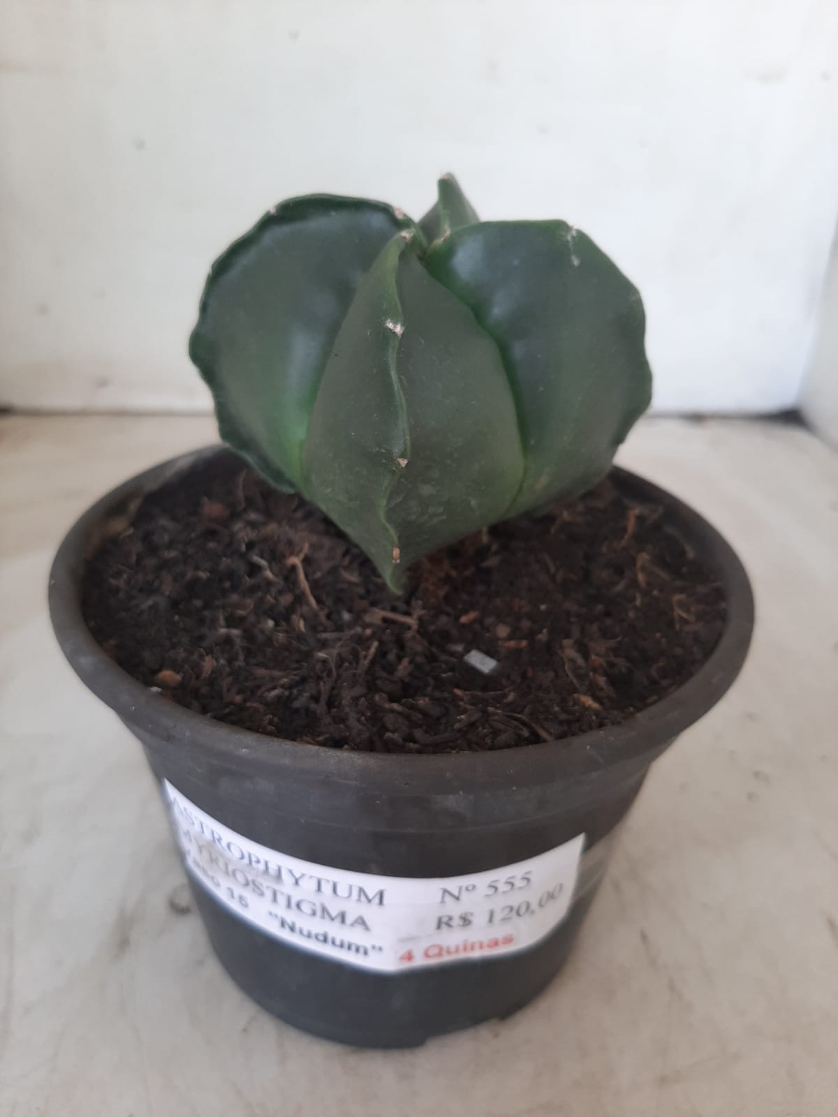 ASTROPHYTUM MYRIOSTIGMA NUDUM "4 Quinas"  Nº 555 – vaso 15