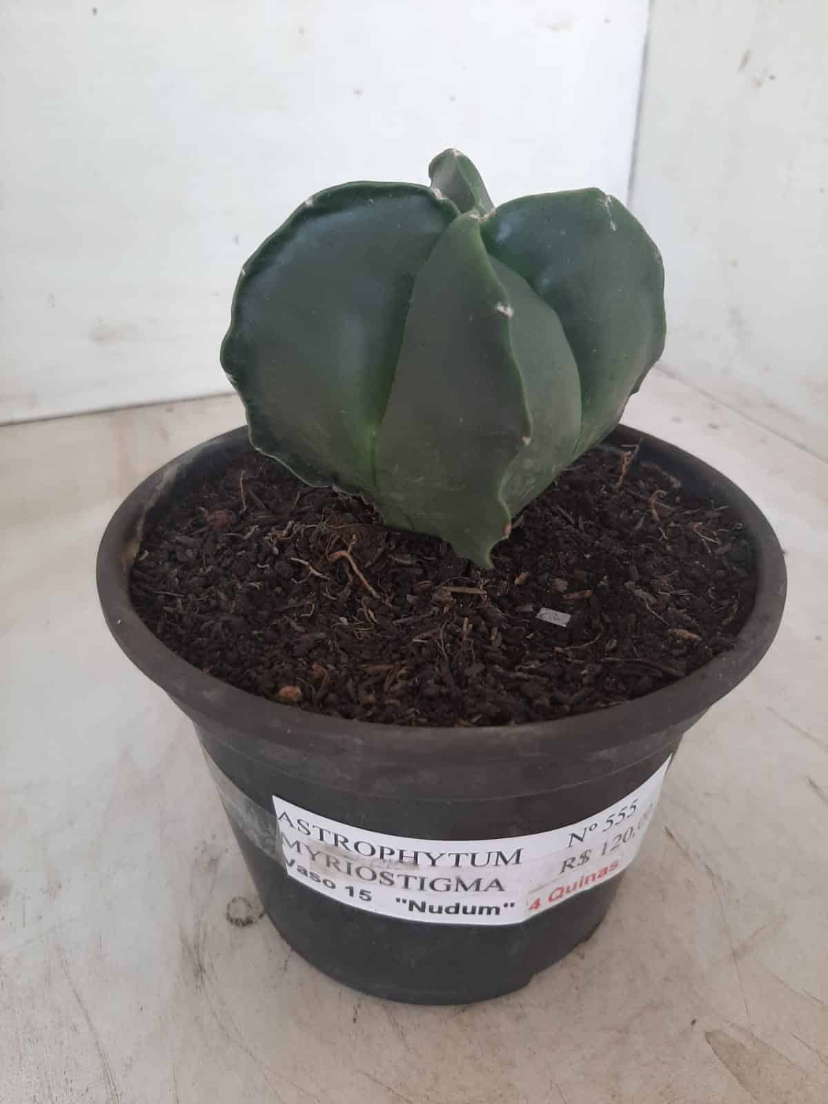 ASTROPHYTUM MYRIOSTIGMA NUDUM "4 Quinas"  Nº 555 – vaso 15