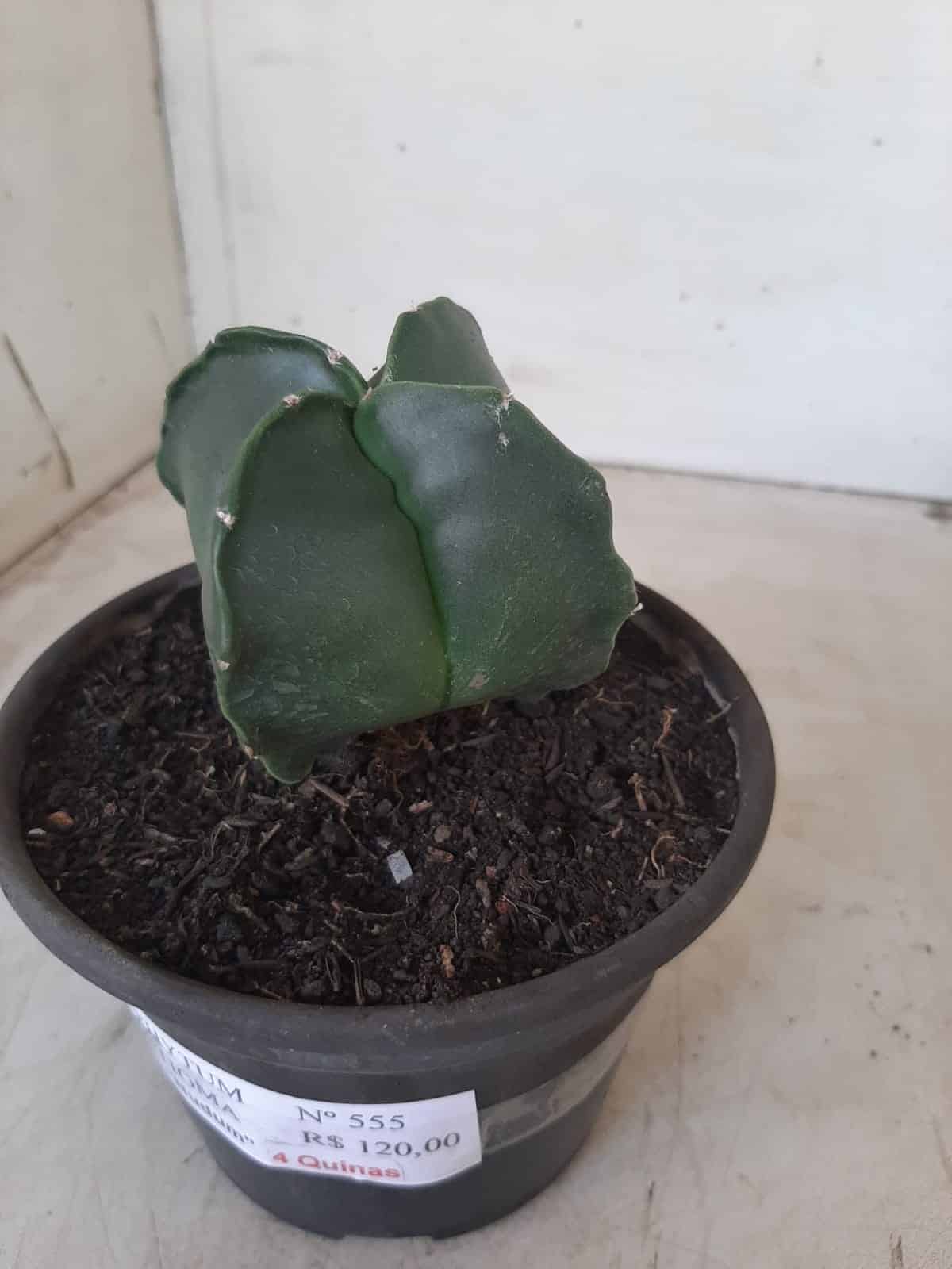 ASTROPHYTUM MYRIOSTIGMA NUDUM "4 Quinas"  Nº 555 – vaso 15