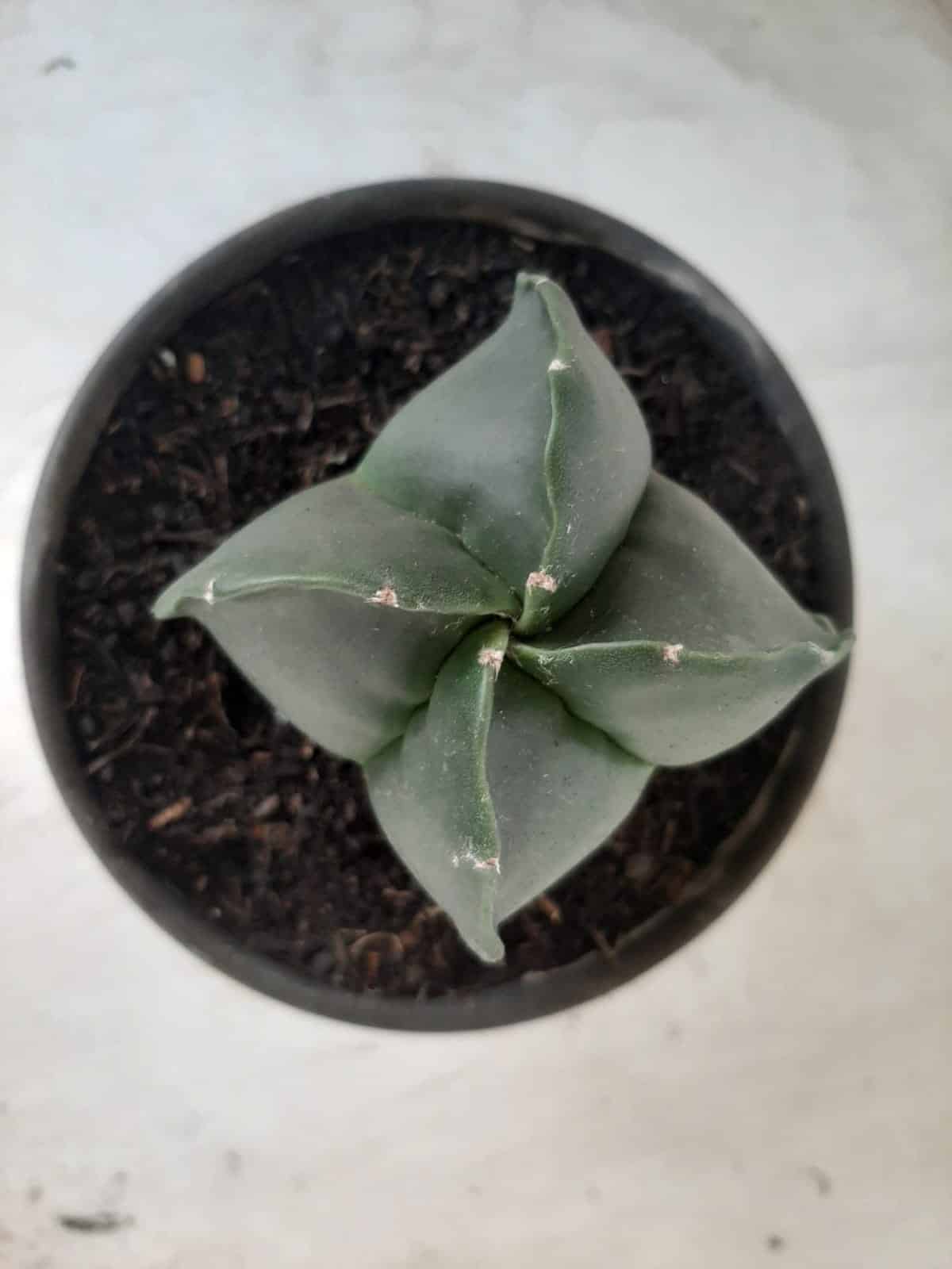 ASTROPHYTUM MYRIOSTIGMA NUDUM "4 Quinas"  Nº 555 – vaso 15