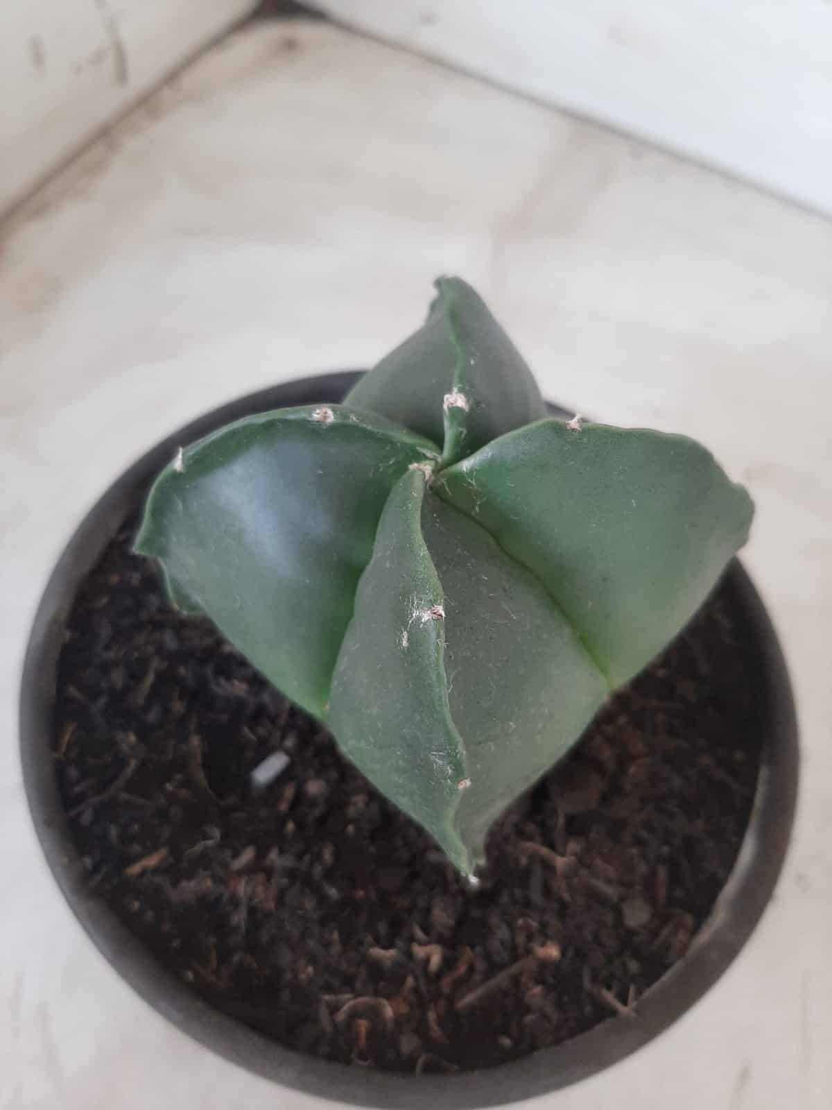 ASTROPHYTUM MYRIOSTIGMA NUDUM "4 Quinas"  Nº 555 – vaso 15