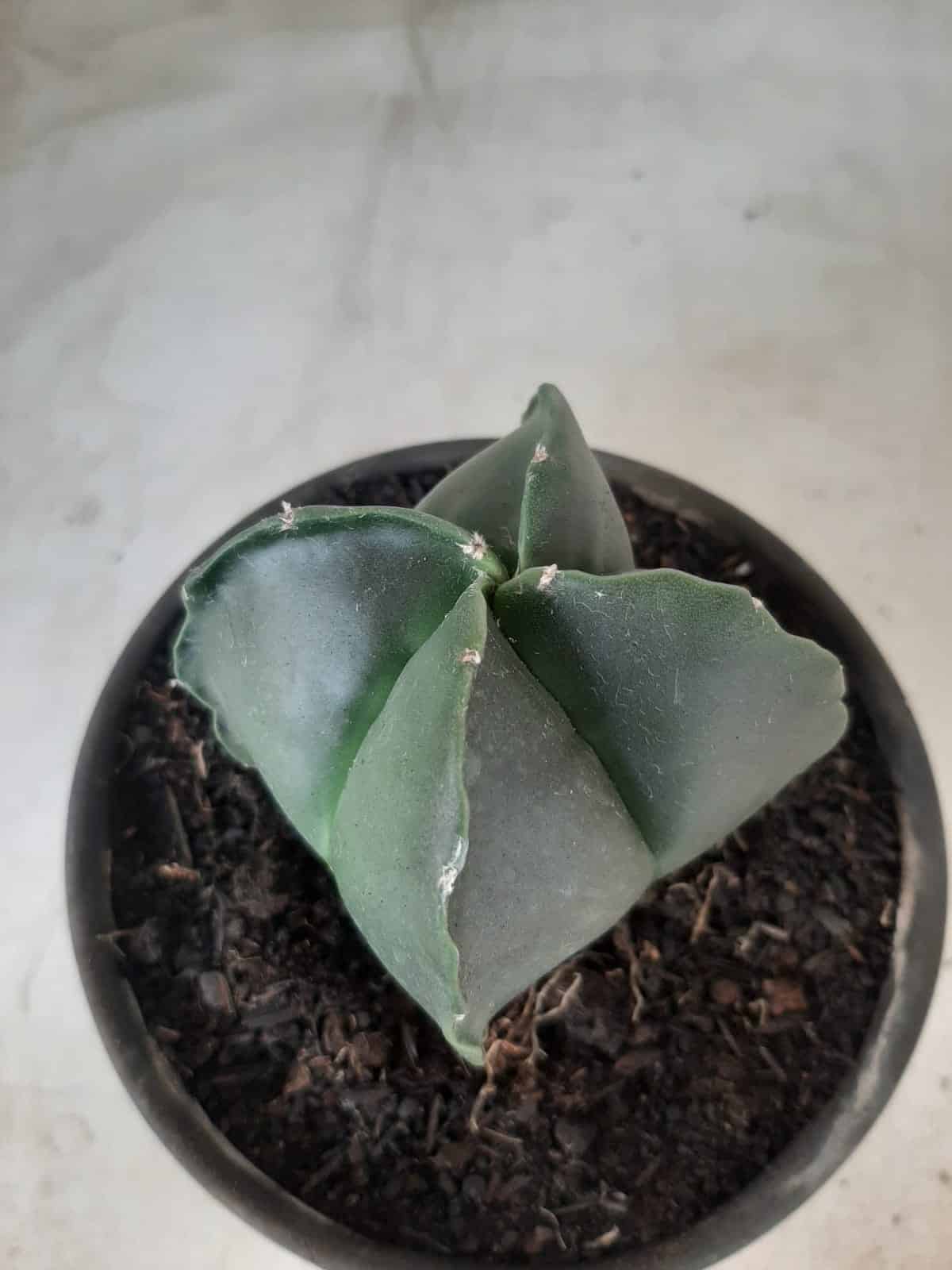ASTROPHYTUM MYRIOSTIGMA NUDUM "4 Quinas"  Nº 555 – vaso 15