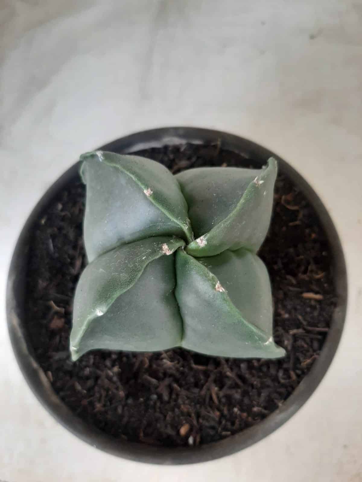 ASTROPHYTUM MYRIOSTIGMA NUDUM "4 Quinas"  Nº 555 – vaso 15