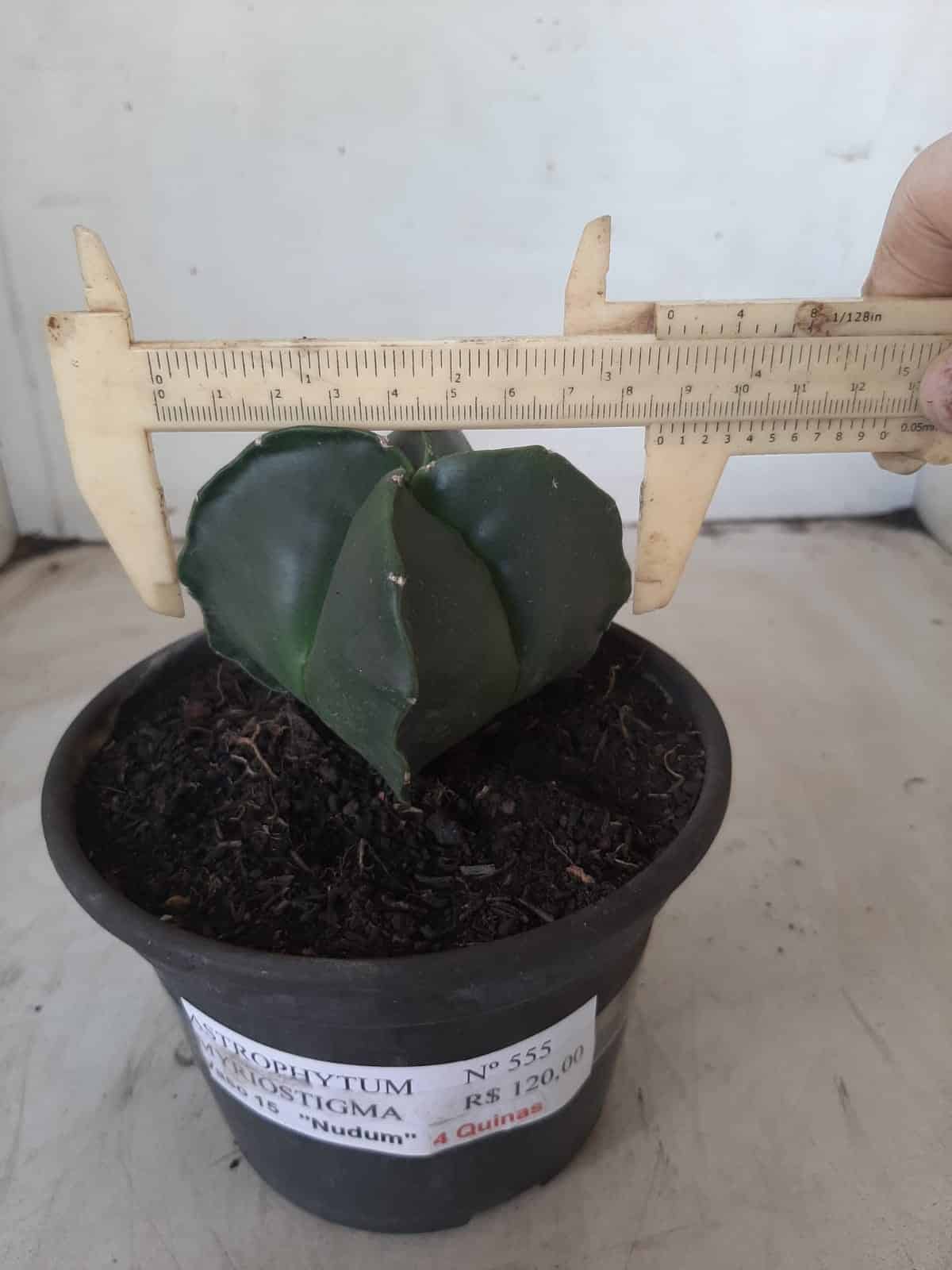 ASTROPHYTUM MYRIOSTIGMA NUDUM "4 Quinas"  Nº 555 – vaso 15
