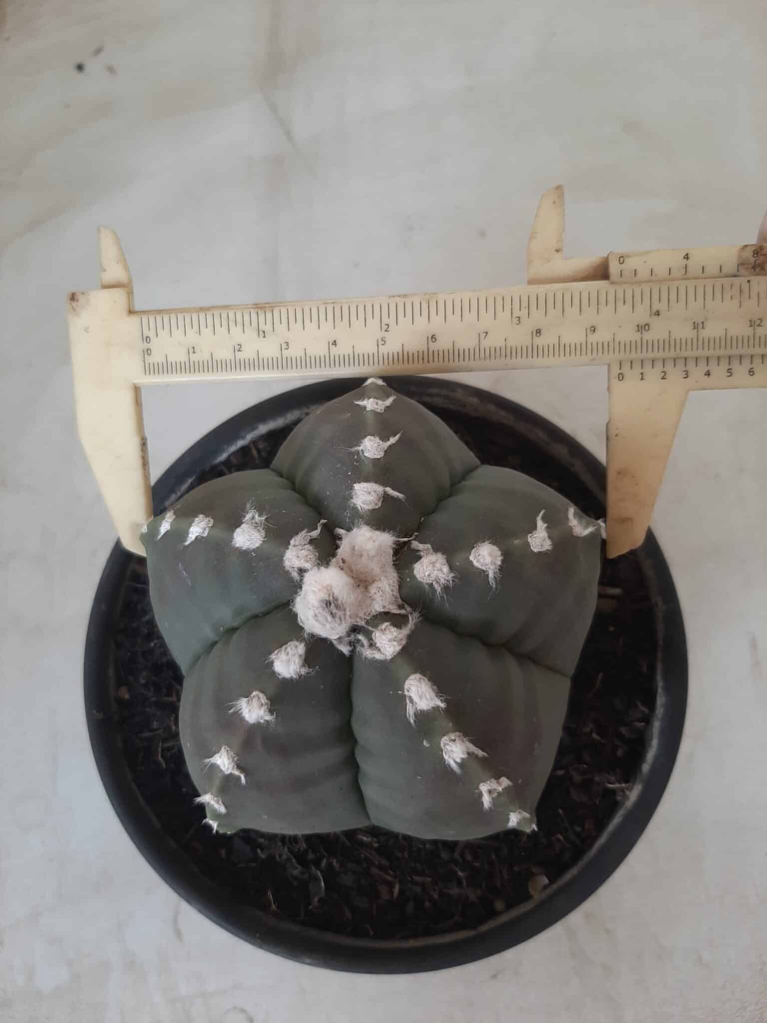 Sementes de cactos ASTROPHYTUM MYRIOSTIGMA - foto 26