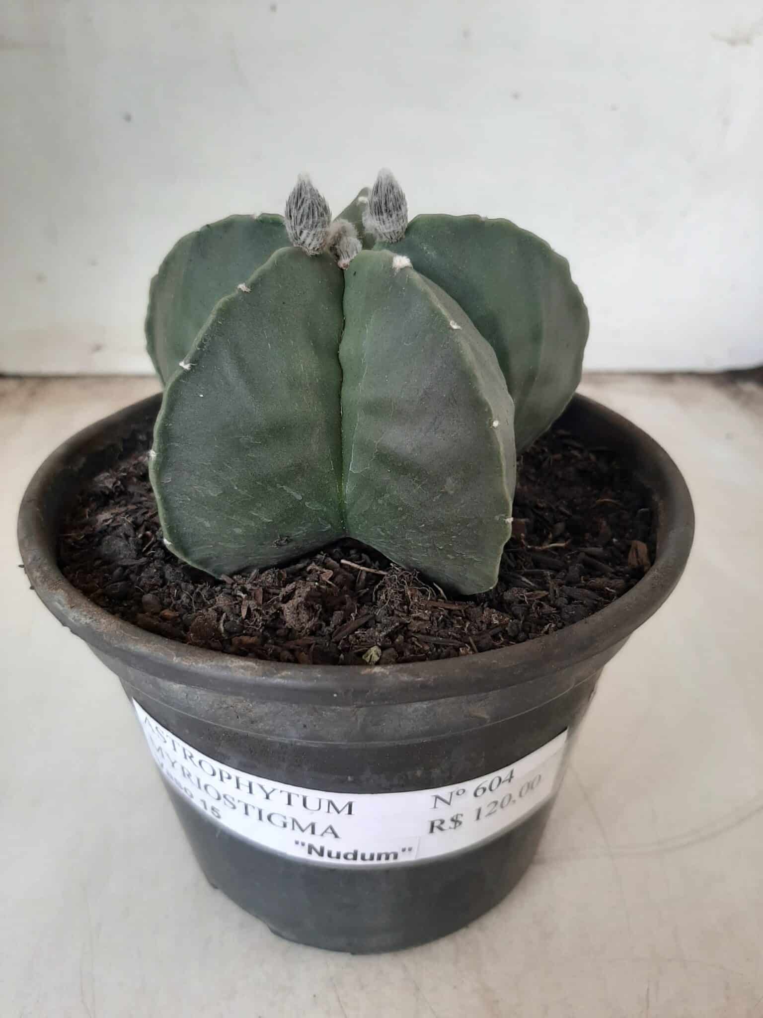 ASTROPHYTUM MYRIOSTIGMA "Nudum"  Nº 604 – vaso 15