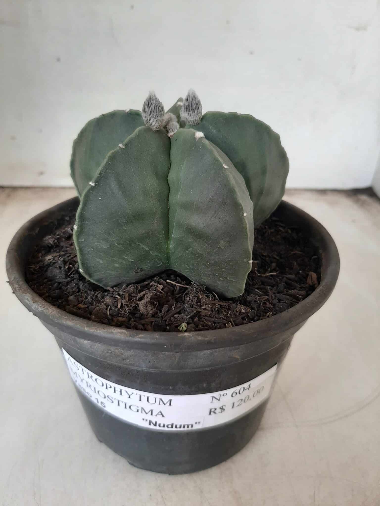 ASTROPHYTUM MYRIOSTIGMA "Nudum"  Nº 604 – vaso 15