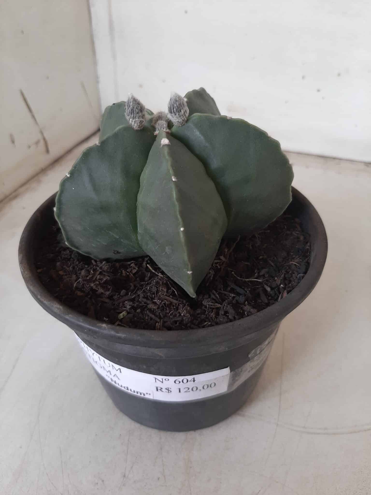ASTROPHYTUM MYRIOSTIGMA "Nudum"  Nº 604 – vaso 15