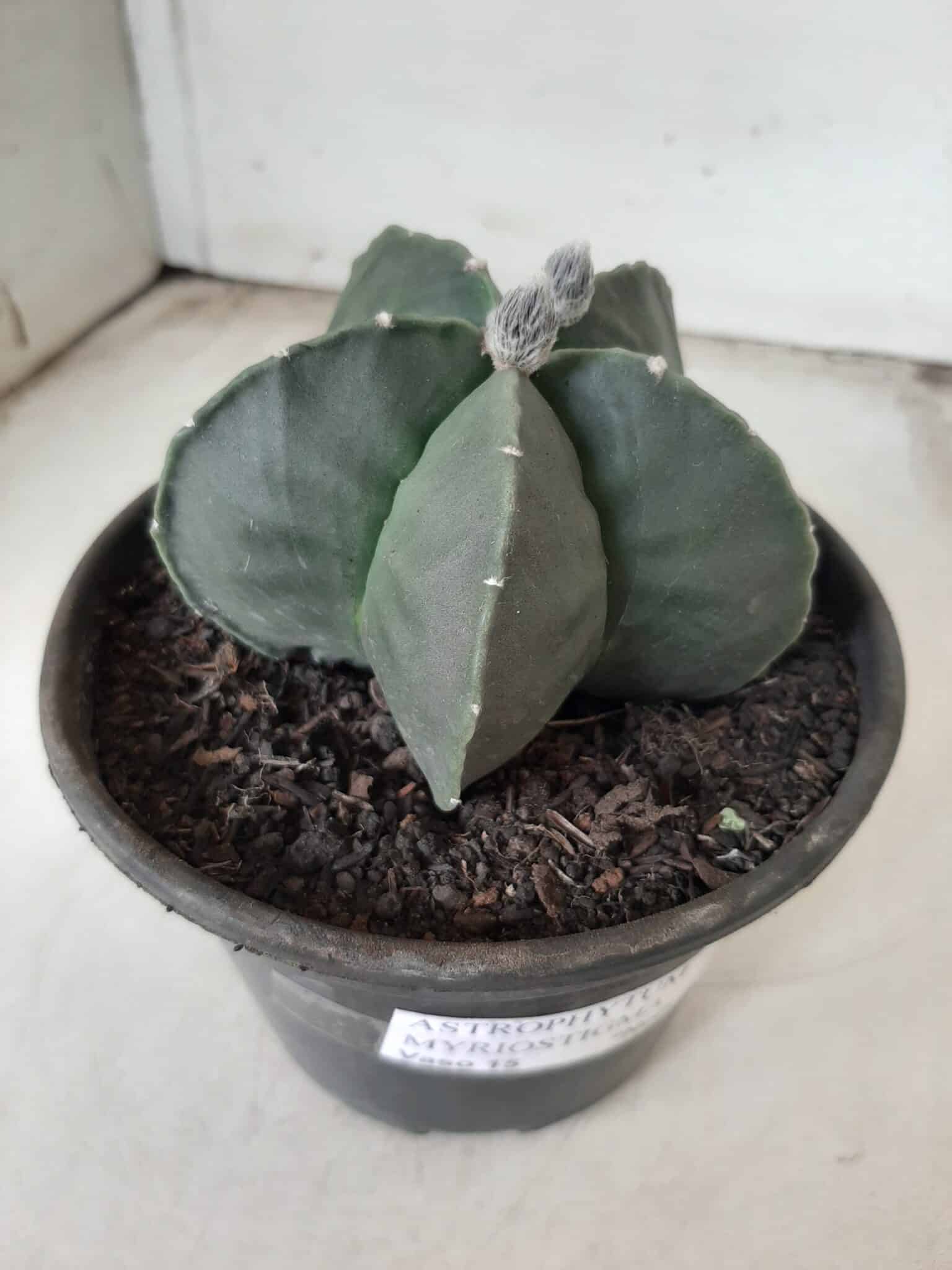 ASTROPHYTUM MYRIOSTIGMA "Nudum"  Nº 604 – vaso 15