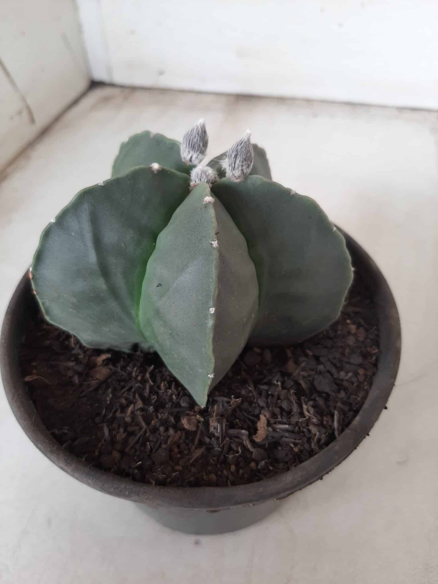 ASTROPHYTUM MYRIOSTIGMA "Nudum"  Nº 604 – vaso 15