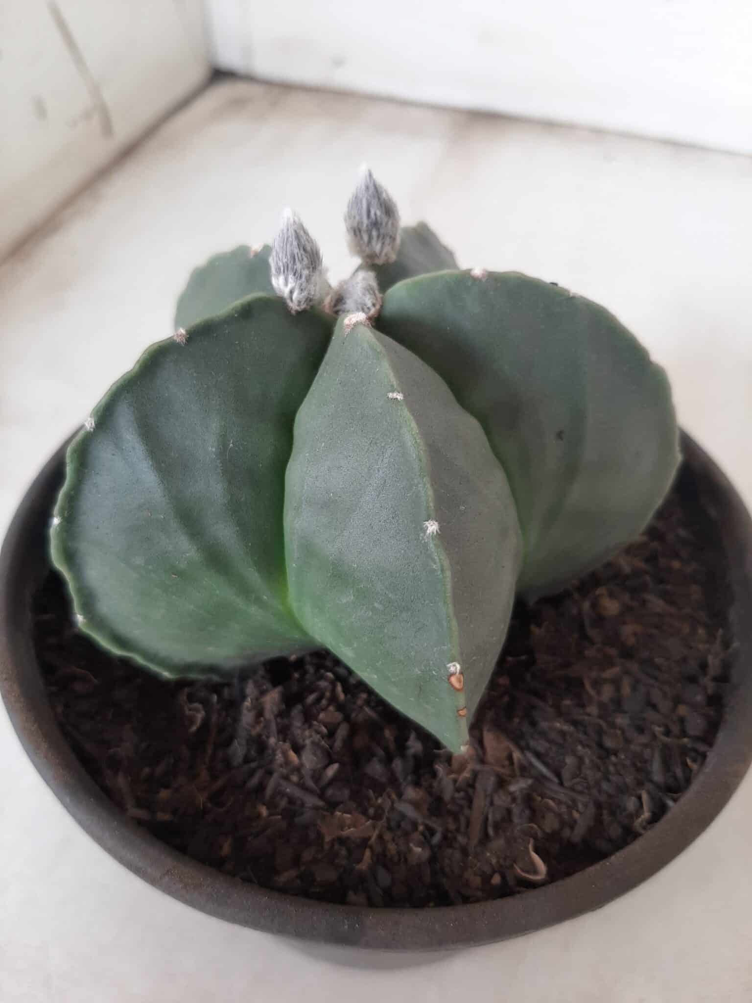 ASTROPHYTUM MYRIOSTIGMA "Nudum"  Nº 604 – vaso 15