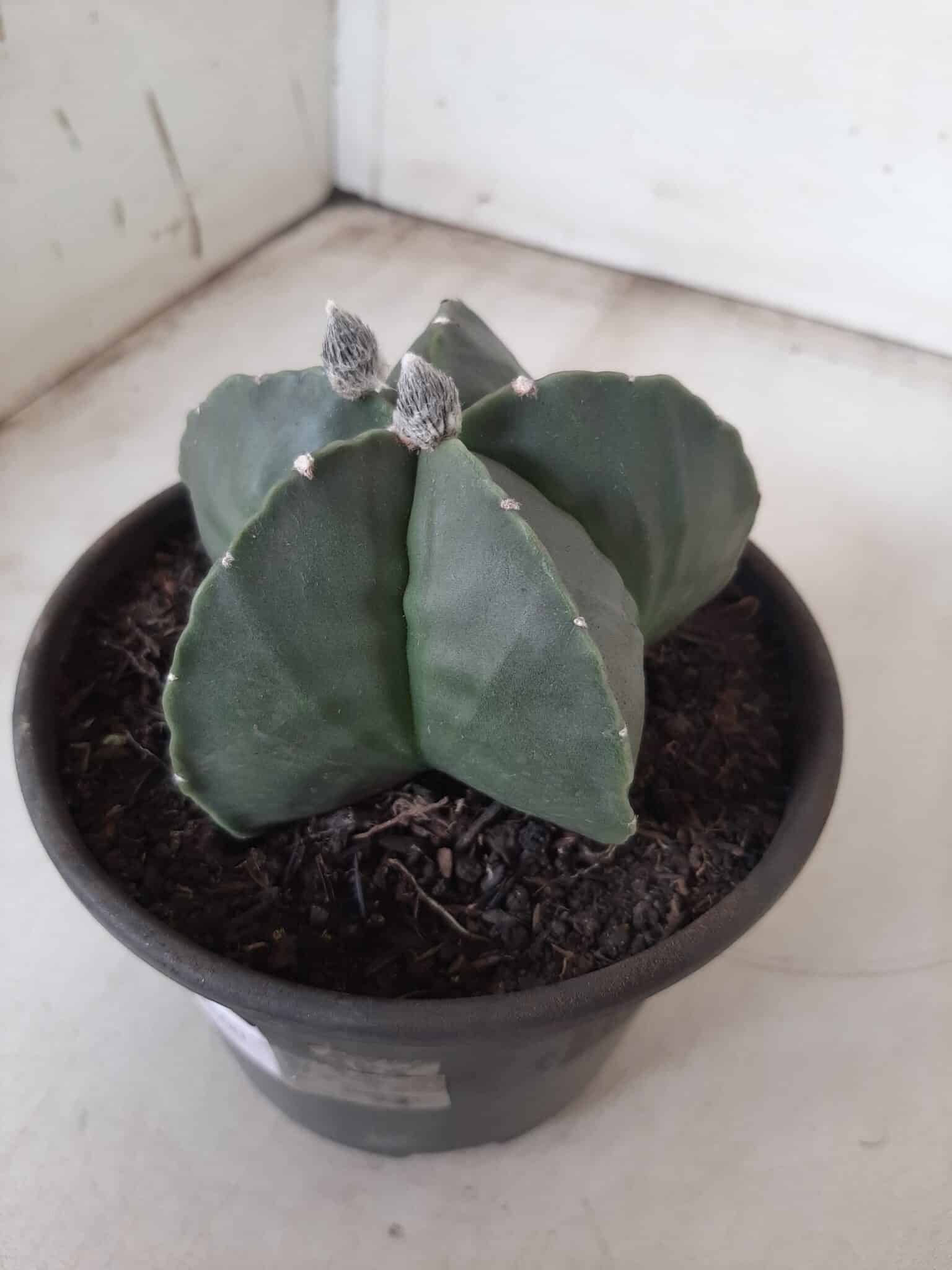 ASTROPHYTUM MYRIOSTIGMA "Nudum"  Nº 604 – vaso 15