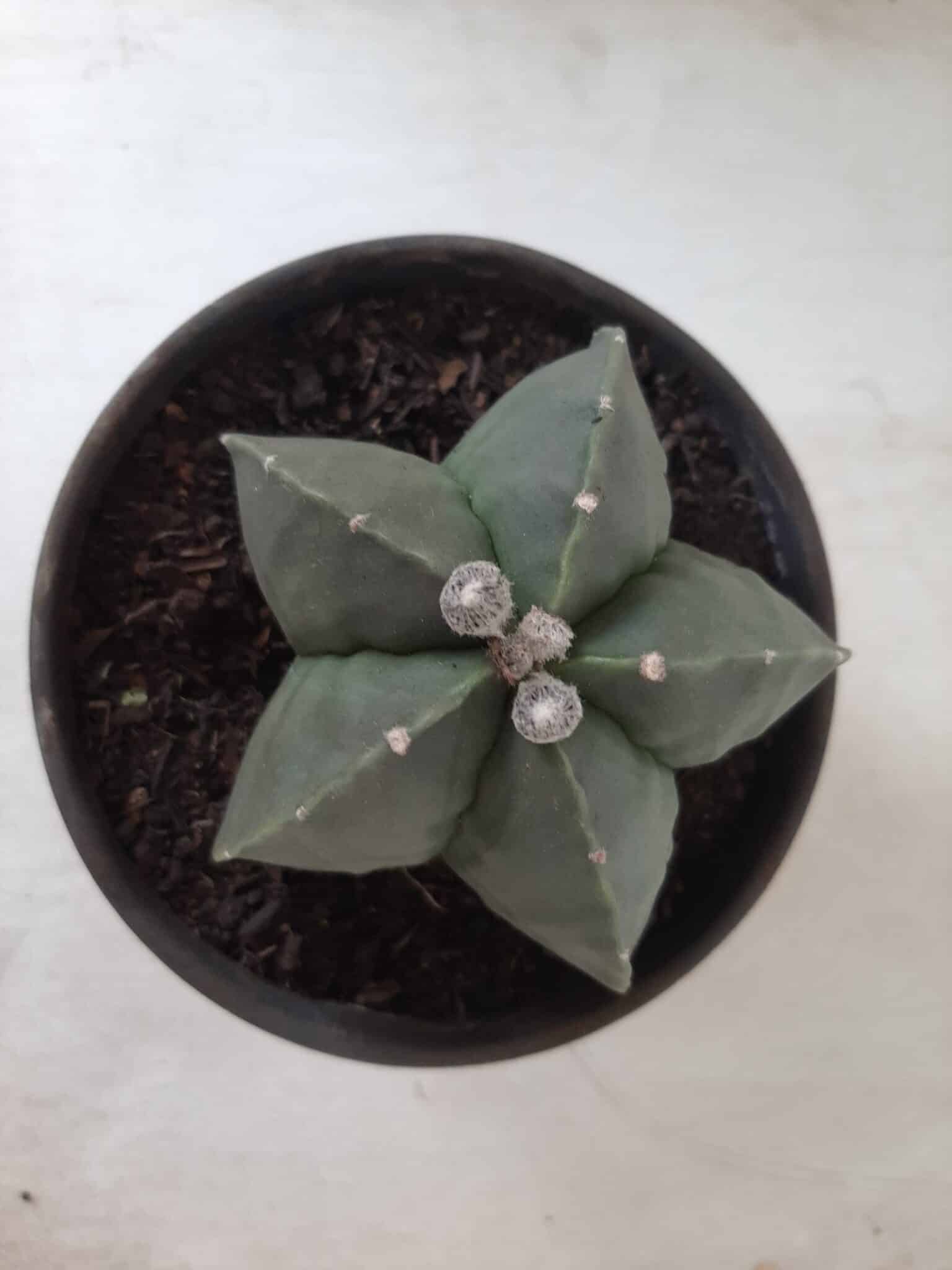 ASTROPHYTUM MYRIOSTIGMA "Nudum"  Nº 604 – vaso 15
