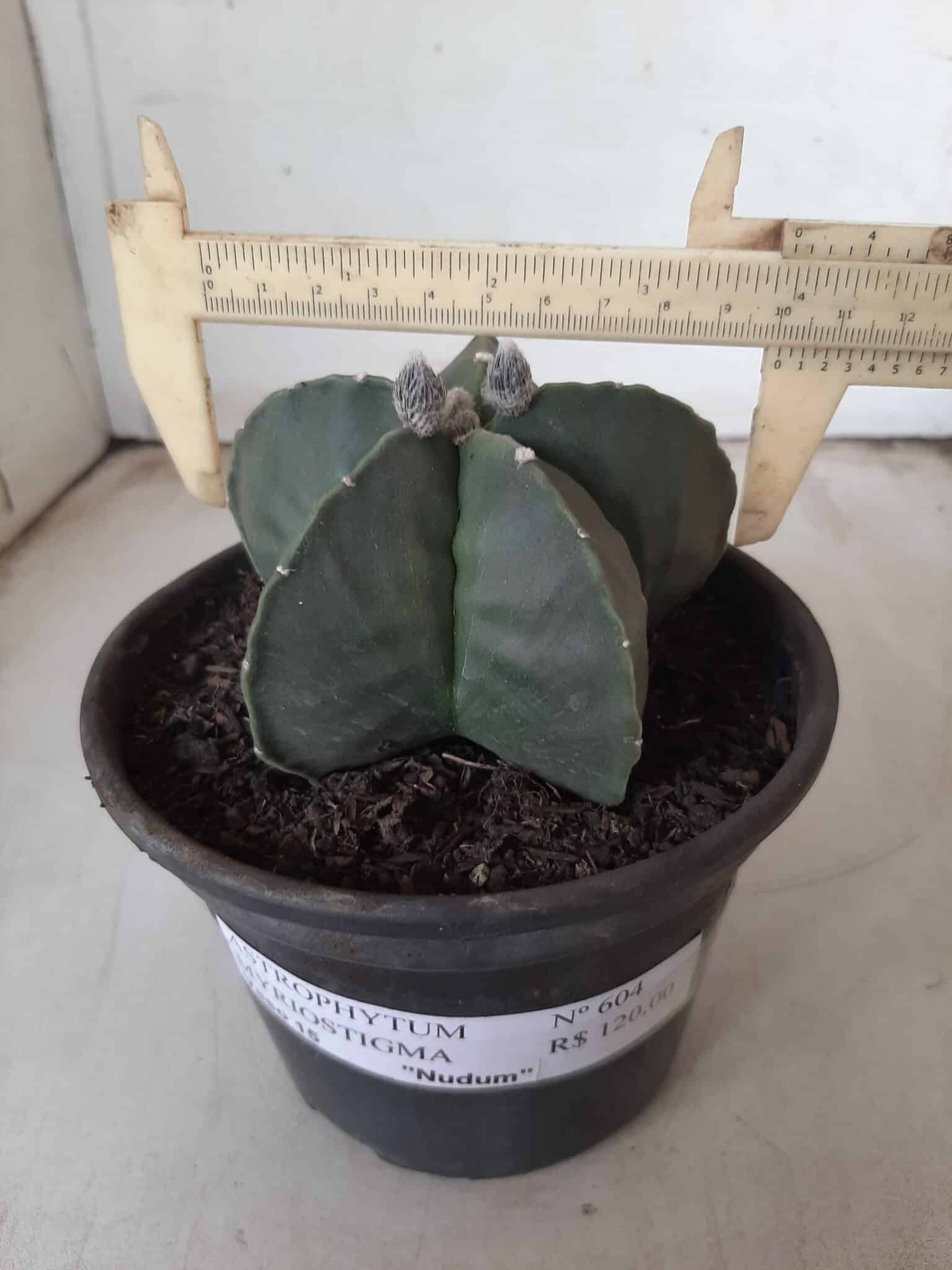 ASTROPHYTUM MYRIOSTIGMA "Nudum"  Nº 604 – vaso 15