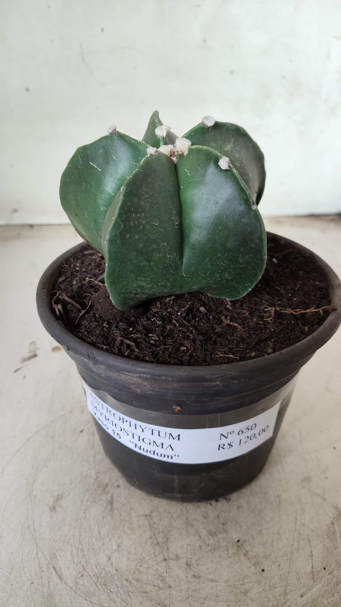 ASTROPHYTUM MYRIOSTIGMA Nº 650 – vaso 15