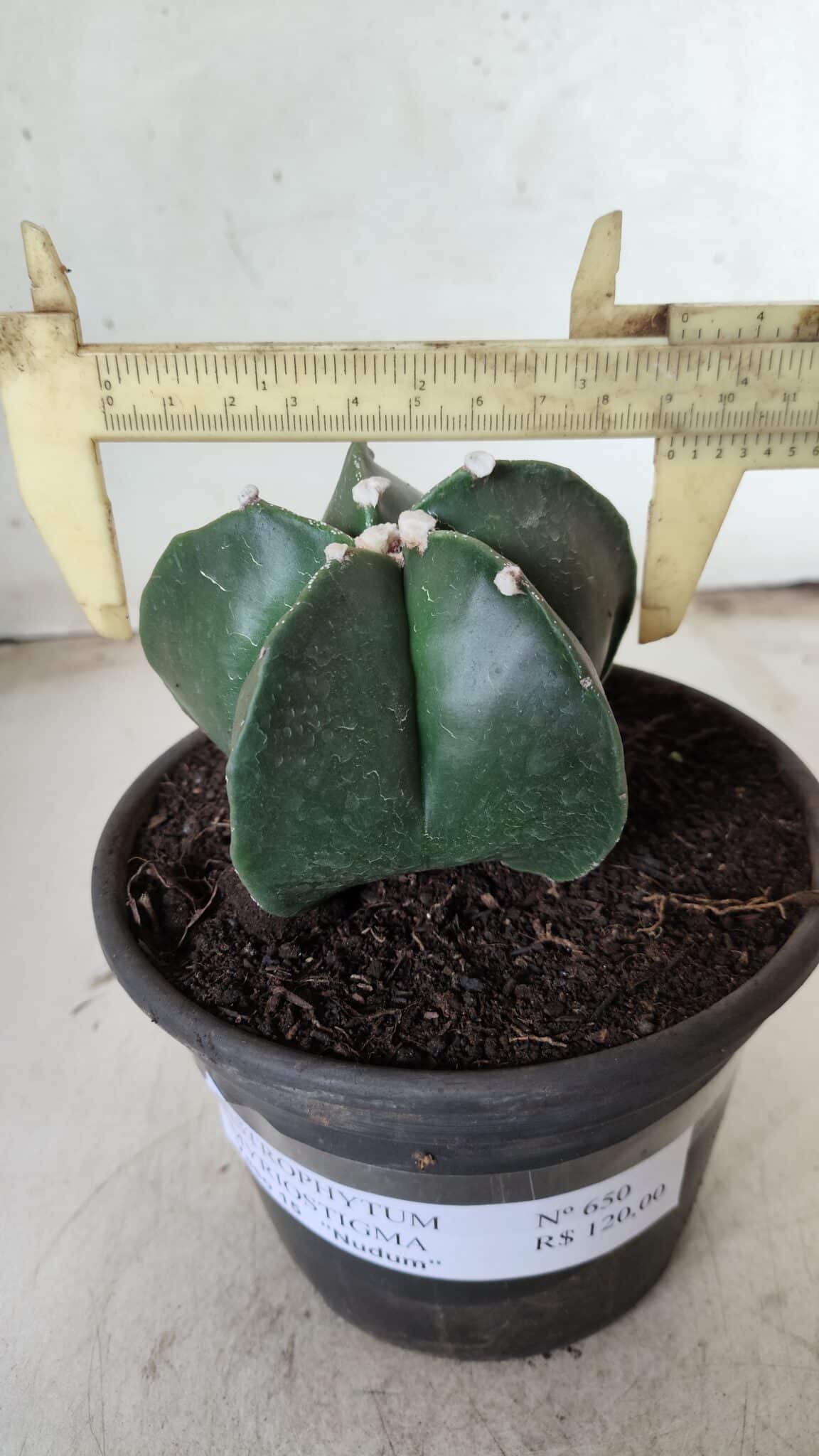 ASTROPHYTUM MYRIOSTIGMA Nº 650 – vaso 15