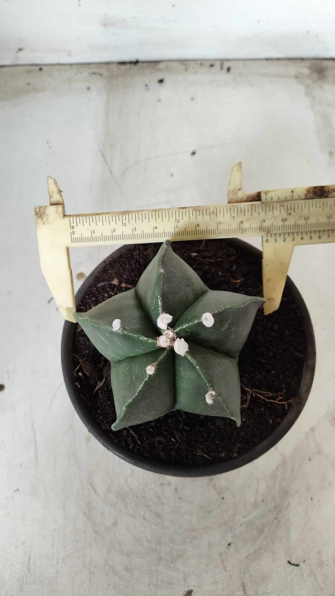 ASTROPHYTUM MYRIOSTIGMA Nº 650 – vaso 15