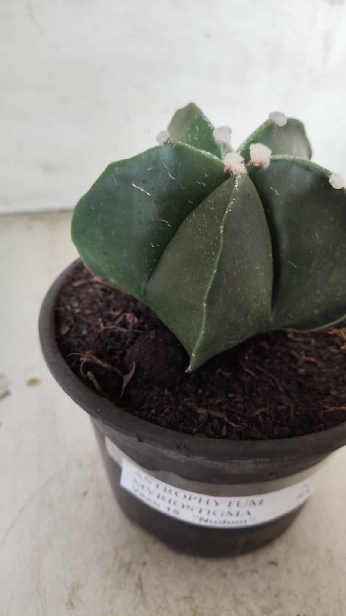 ASTROPHYTUM MYRIOSTIGMA Nº 650 – vaso 15