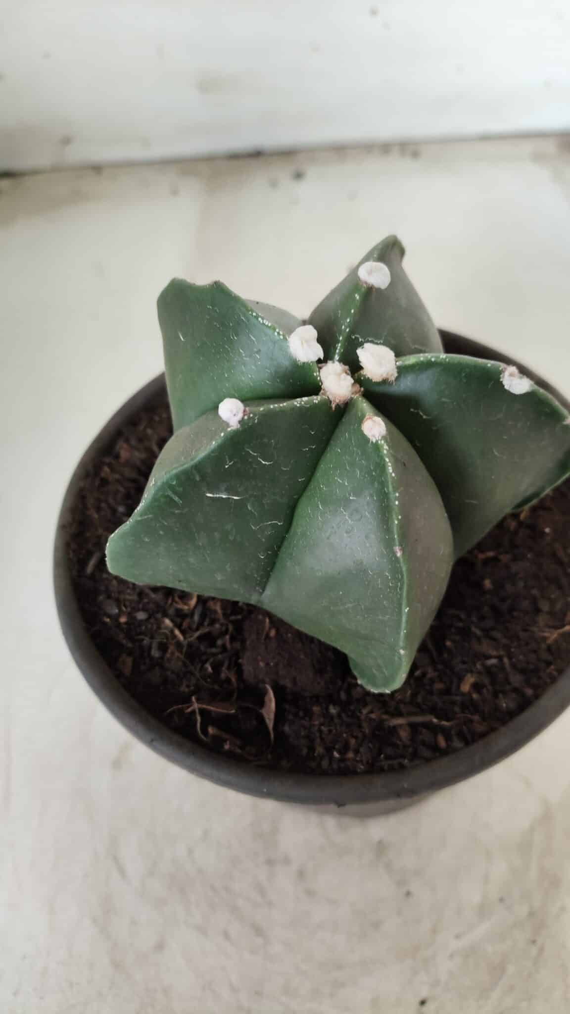 ASTROPHYTUM MYRIOSTIGMA Nº 650 – vaso 15