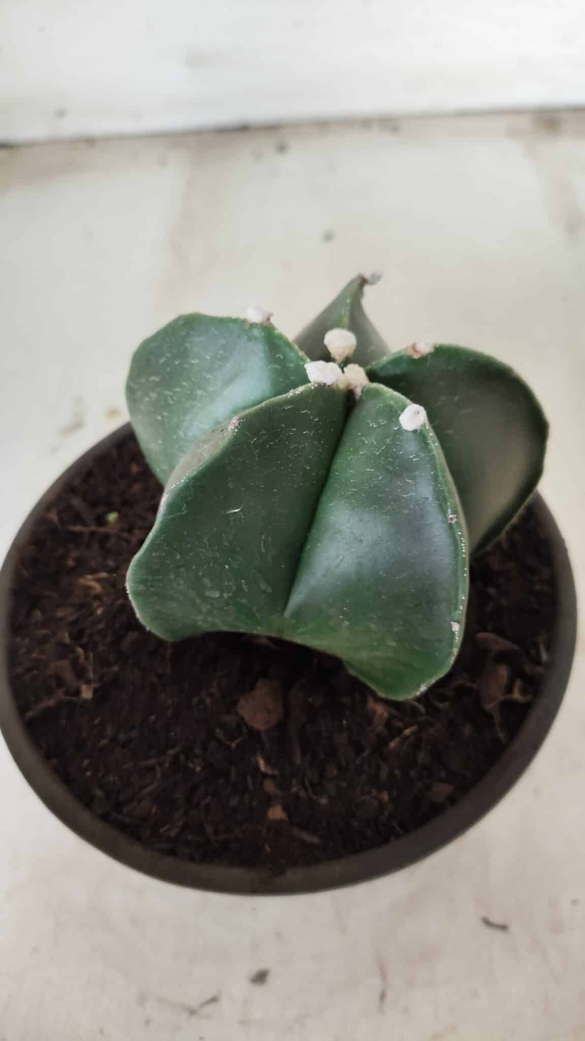 ASTROPHYTUM MYRIOSTIGMA Nº 650 – vaso 15