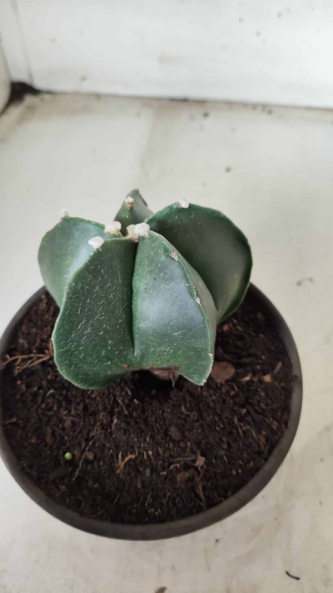 ASTROPHYTUM MYRIOSTIGMA Nº 650 – vaso 15