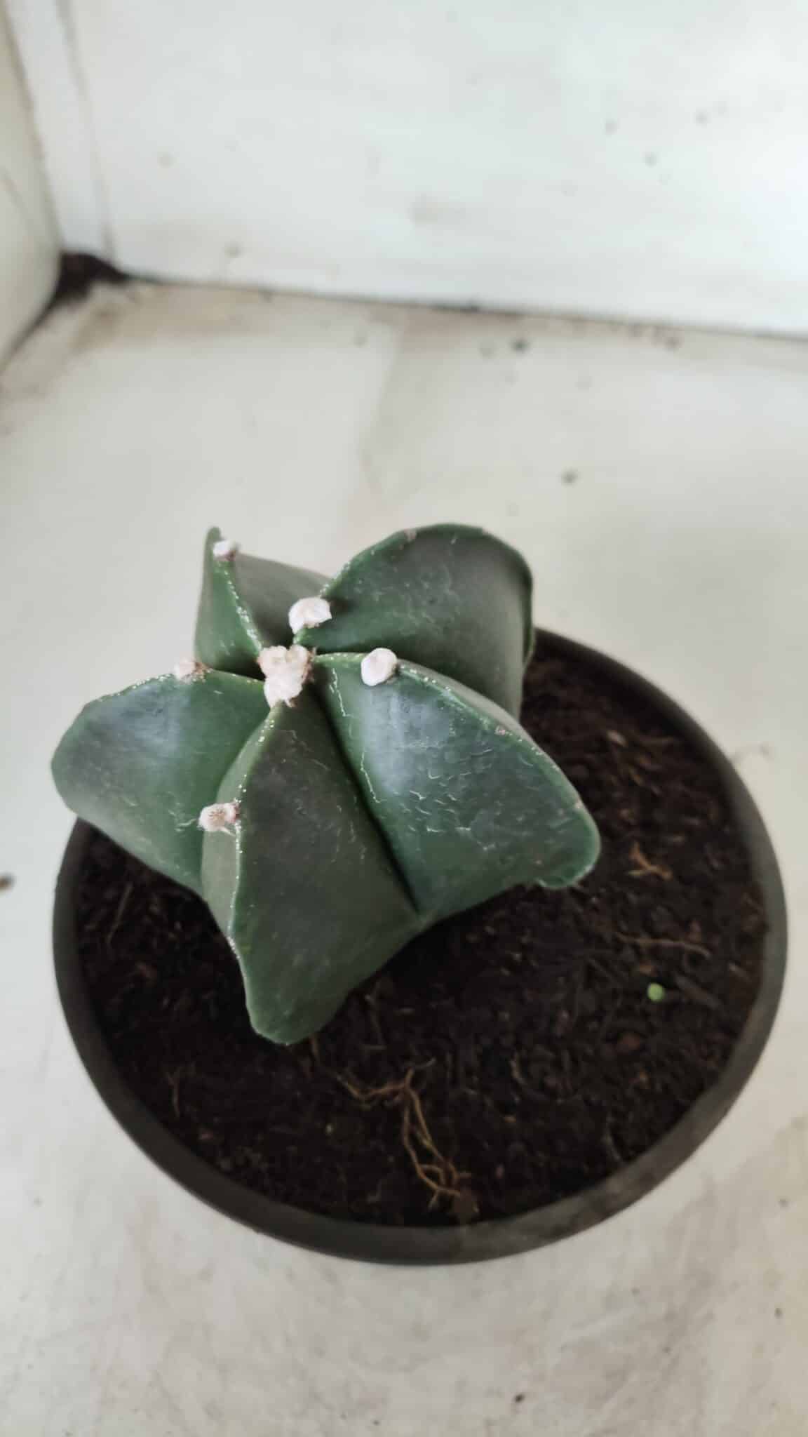 ASTROPHYTUM MYRIOSTIGMA Nº 650 – vaso 15