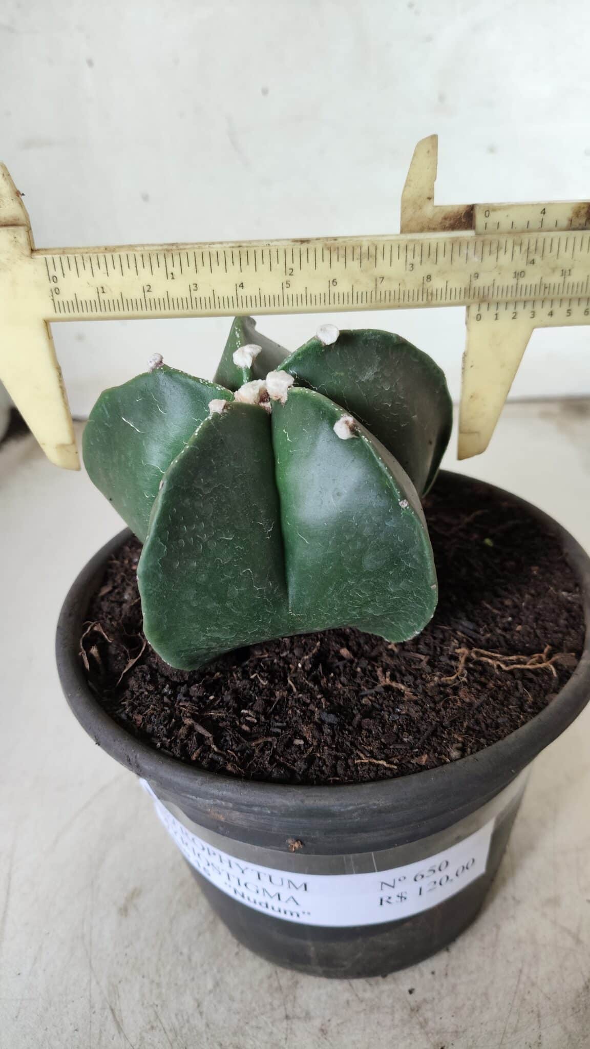 ASTROPHYTUM MYRIOSTIGMA Nº 650 – vaso 15